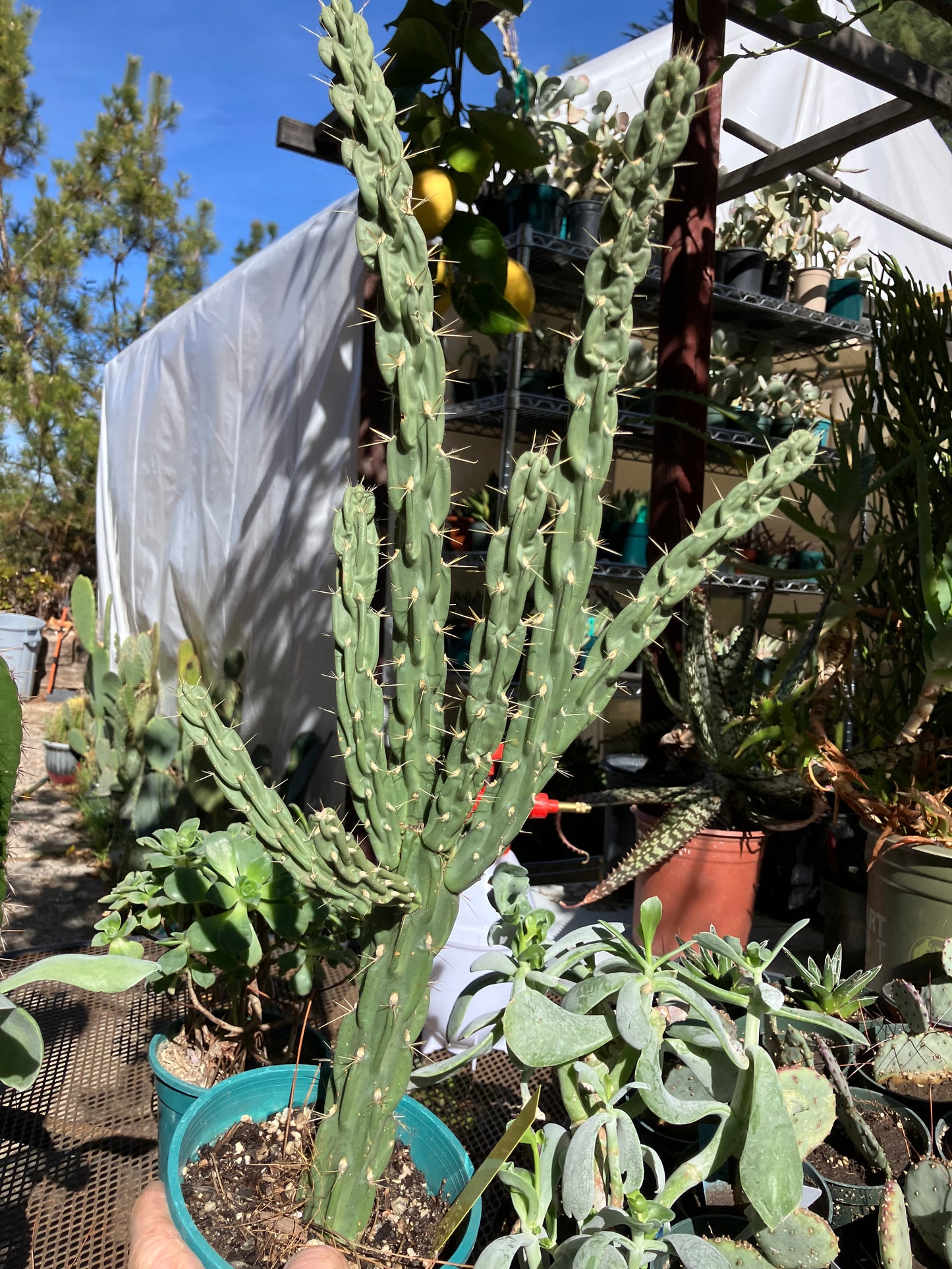Cholla Cylindropuntia Buckhorn 27”Tall #27Y