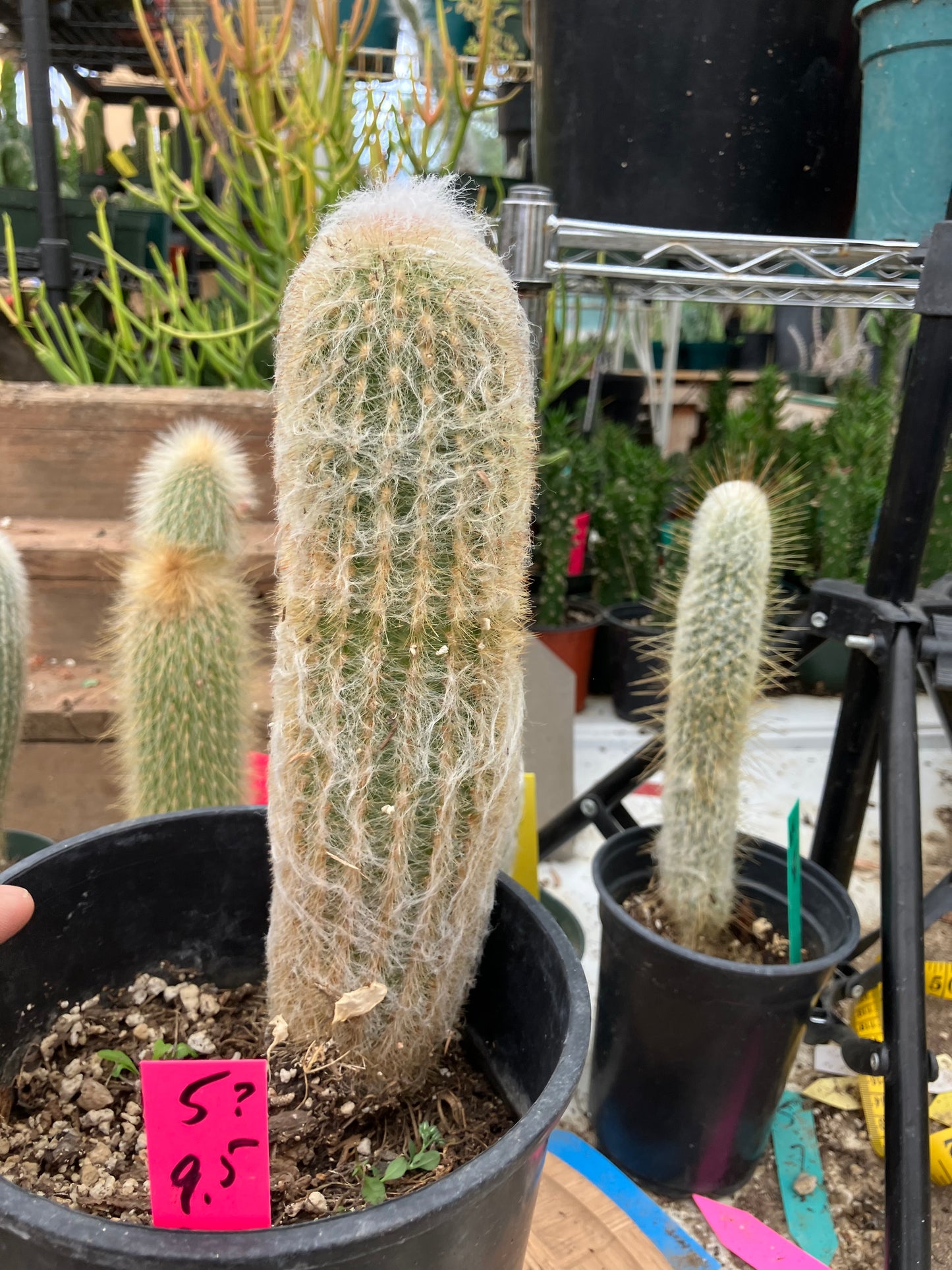 Espostoa lanata Old Man of the Mountain 9.5"Tall 8"Circumference #5P