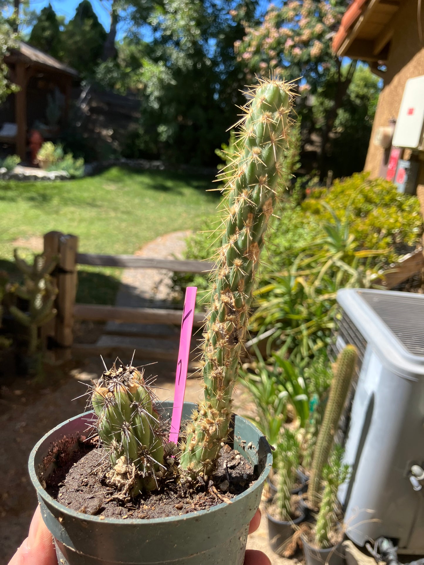 Cholla Cylindropuntia Buckhorn Cactus 7”Tall #2P