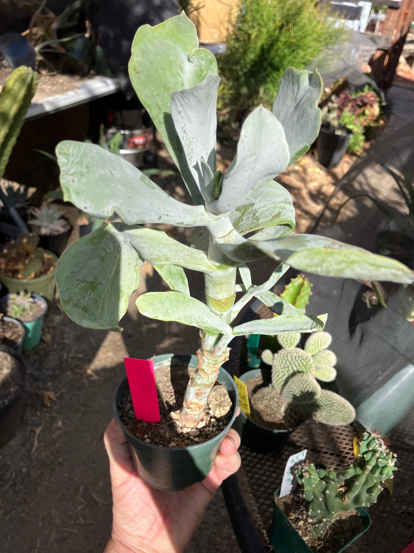 Cotyledon Silver Waves Succulent 11"Tall #112P