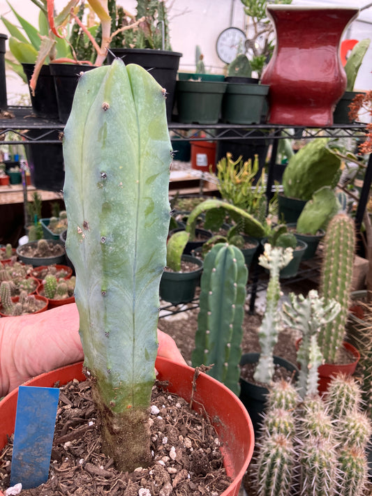 Myrtillocactus cochal Candelabra Cactus 9"Tall 2.5" Wide #6B