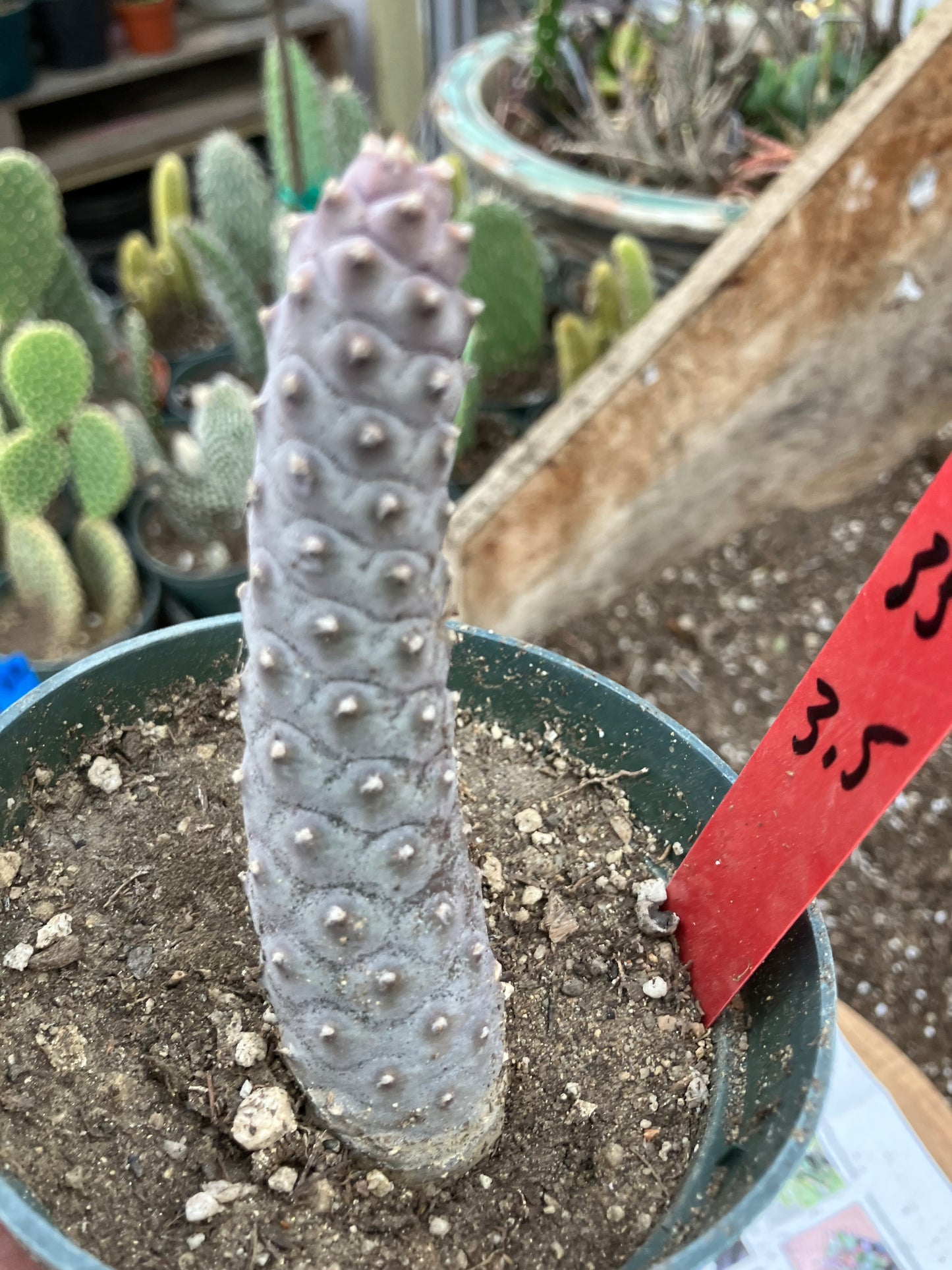 Pine Cone Cactus Tephrocactus~ articulatus var. diadematus Pinecone 3.5"Tall #35R