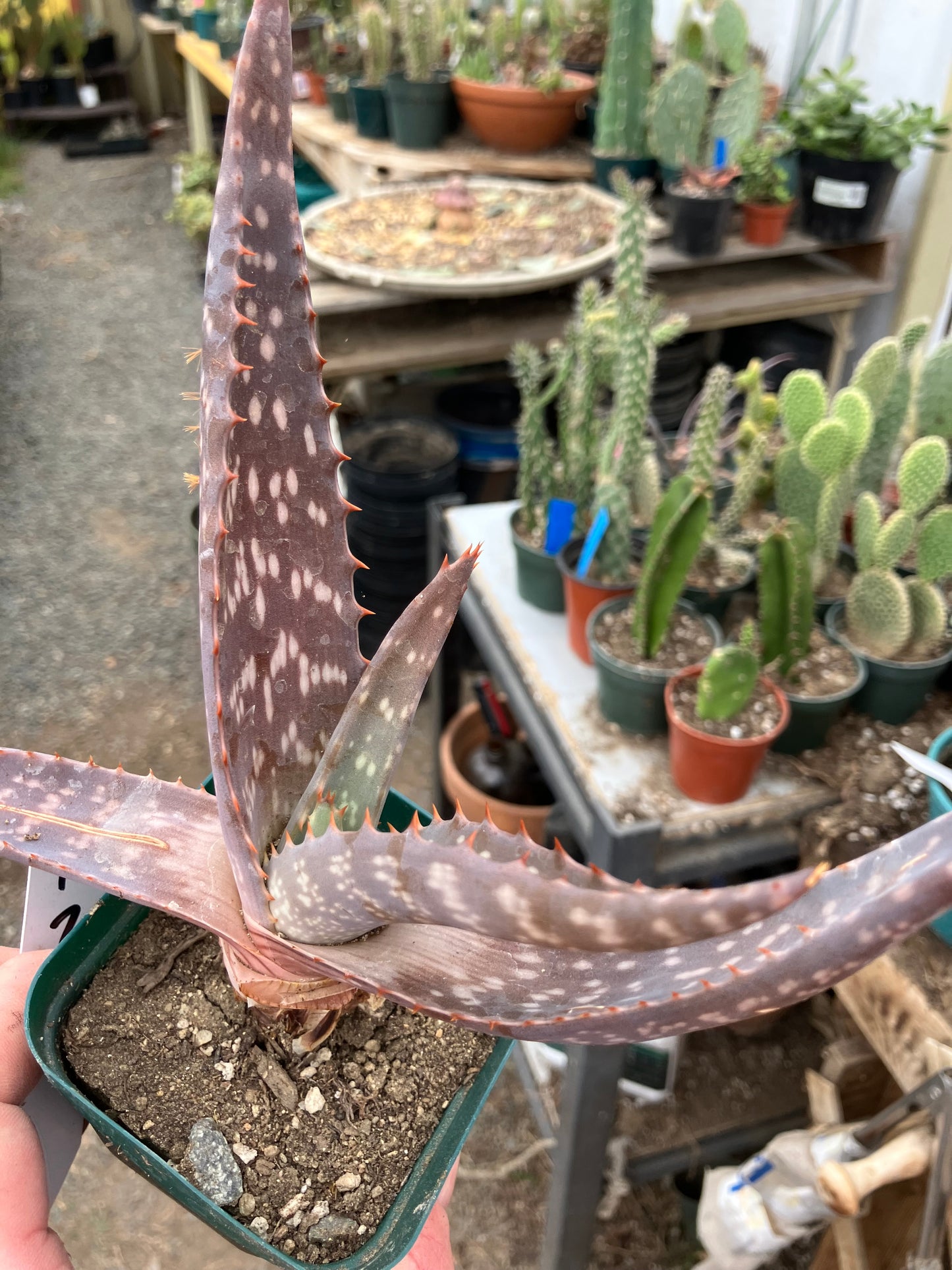 Aloe maculata Soap Aloe 7"Wide Succulent Cactus #7w