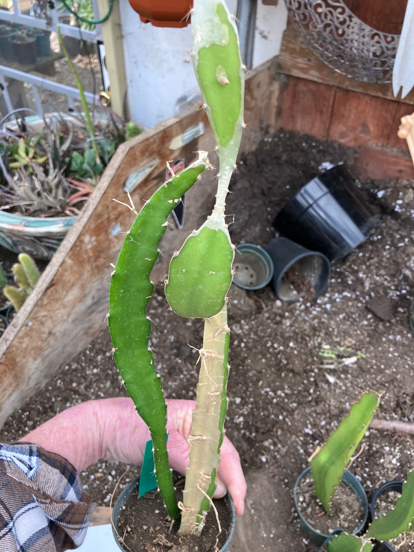 Dragon Fruit Plant Rooted Pitaya or Pitahaya 16" Tall #16G