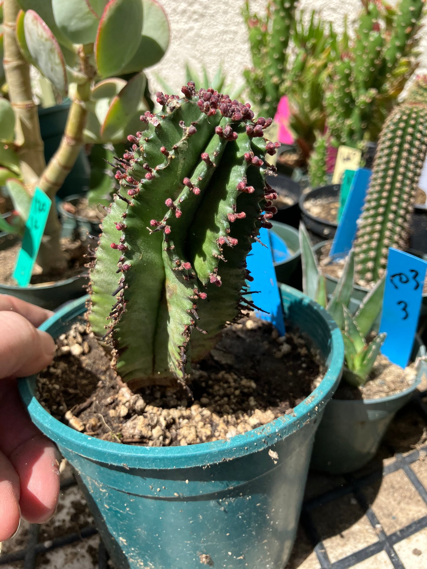 Euphorbia anoplia Green Tanzanian Zipper 5"Tall #15B