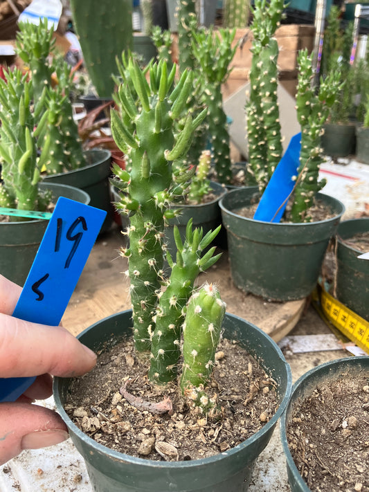 Austrocylindropuntia Cactus Gumbi Mini Eve's Needle 5"Tall #19B