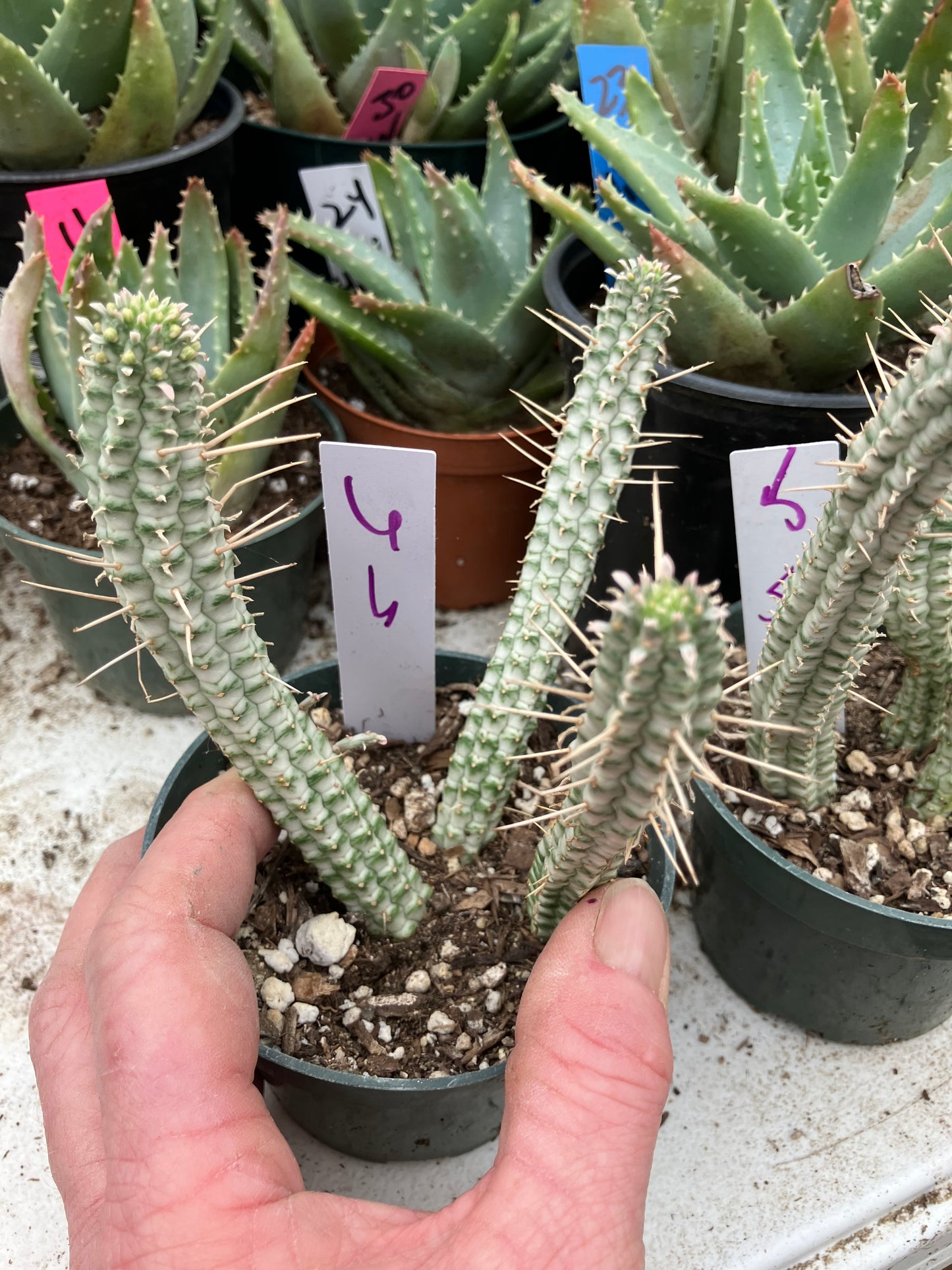 Euphorbia mammillaria variegataCorn Cob 6"Tall #6W