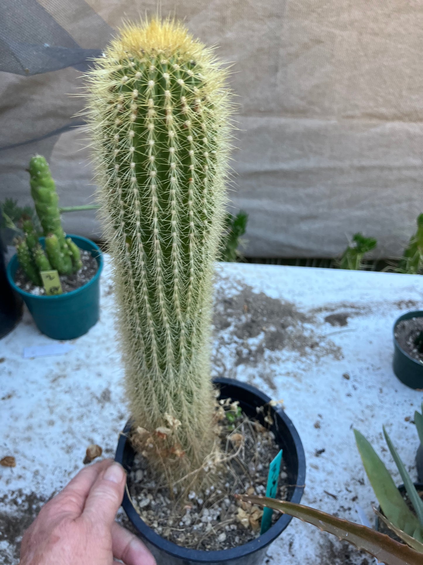 Weberbauerocereus winterianus Golden Fast Growing Columnar 15"Tall 8" circ. #3G