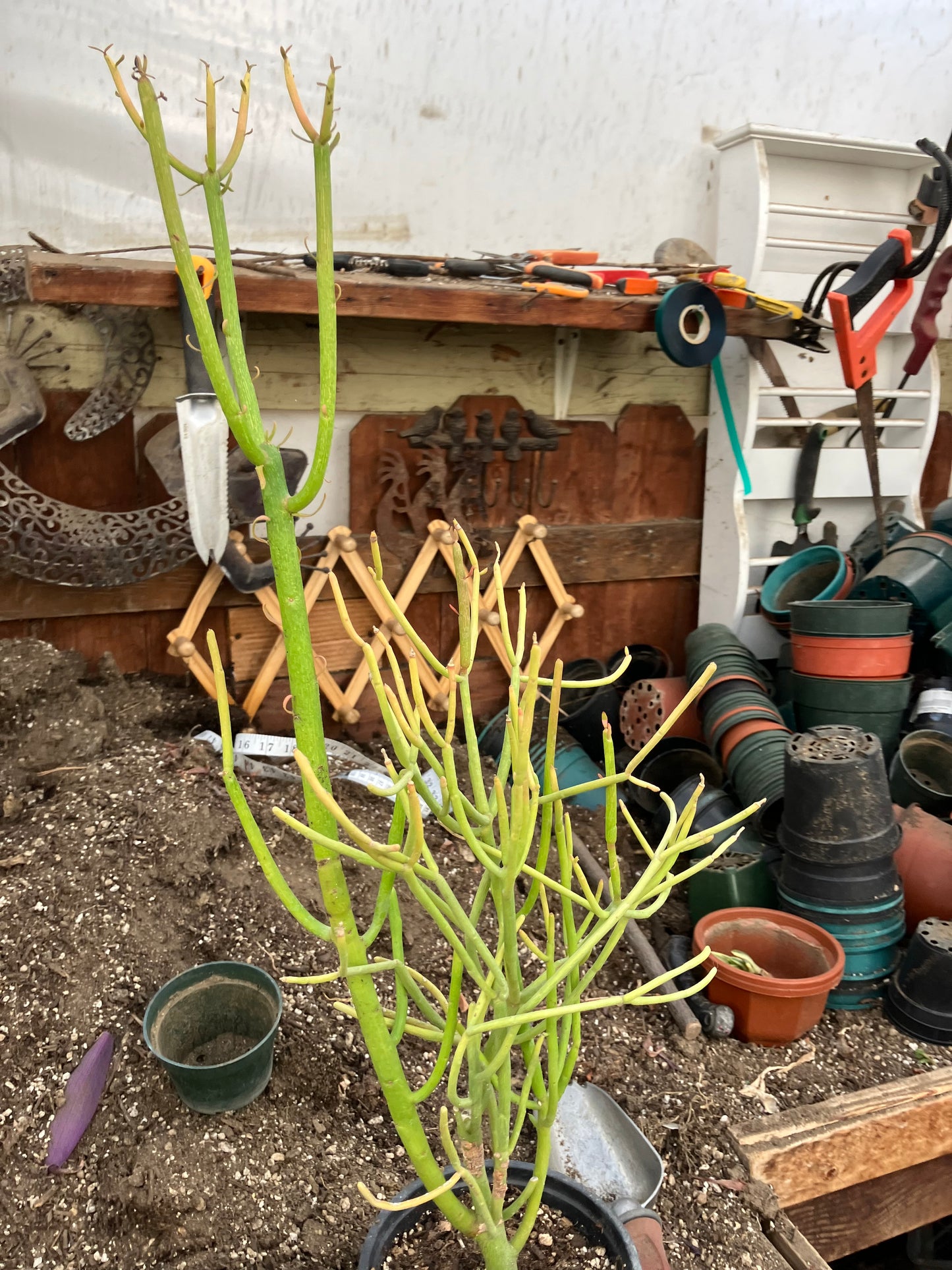 Euphorbia tirucalli Pencil Cactus/Succulent 27"Tall 12"Wide #10P