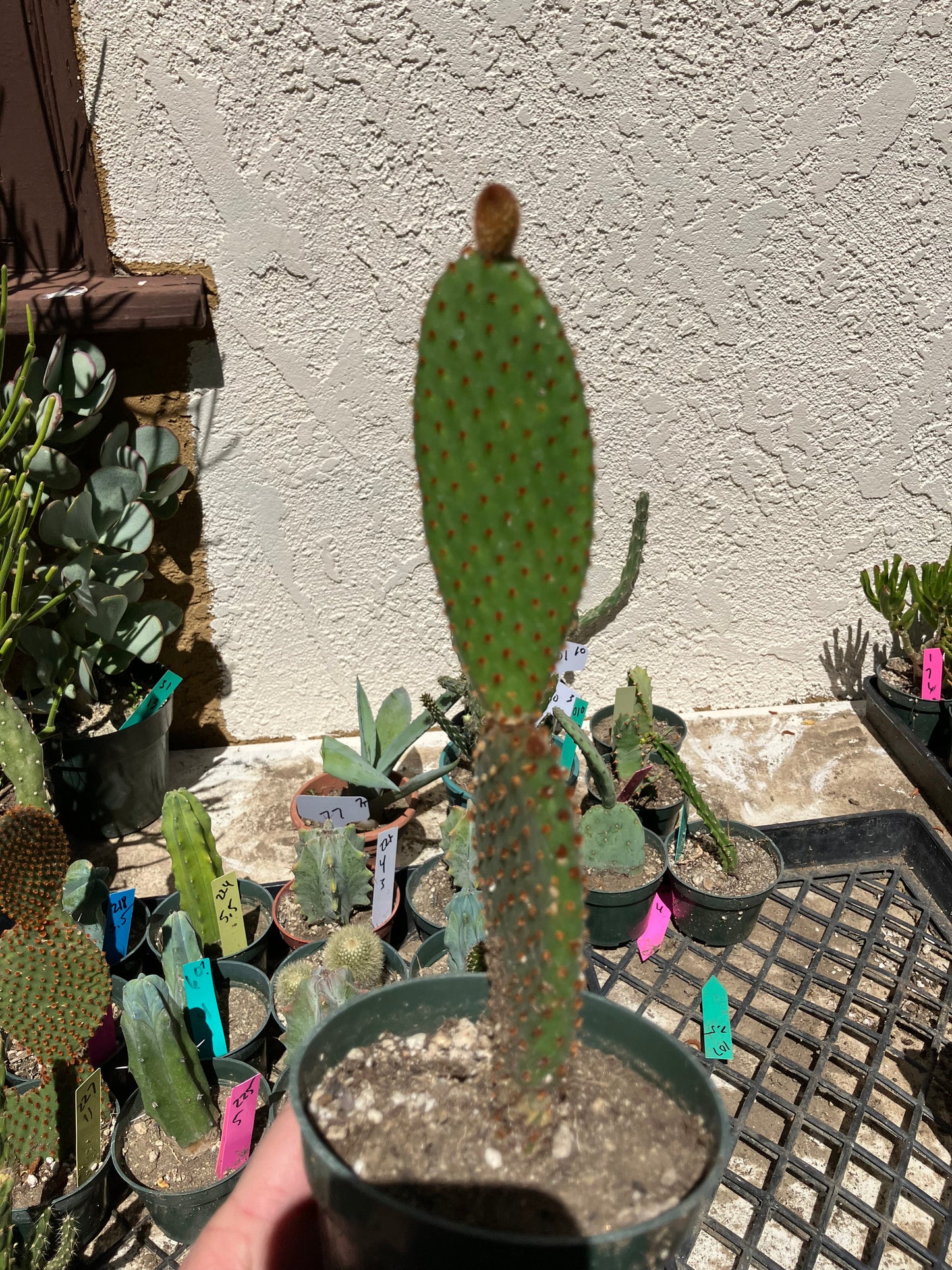 Opuntia microdasys Cinnamon Bunny Ears 8.5"Tall #216B