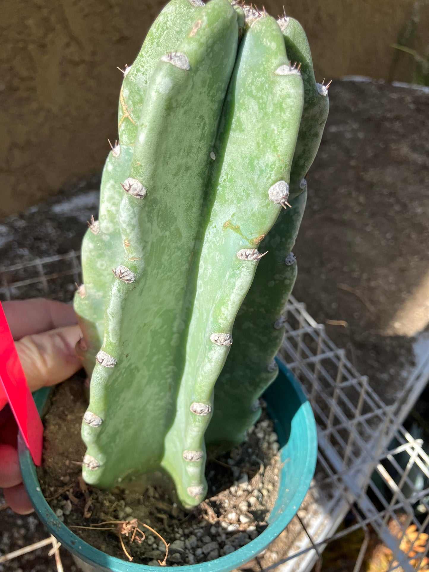 Cereus Peruvianus Night Blooming 7”Tall #07P