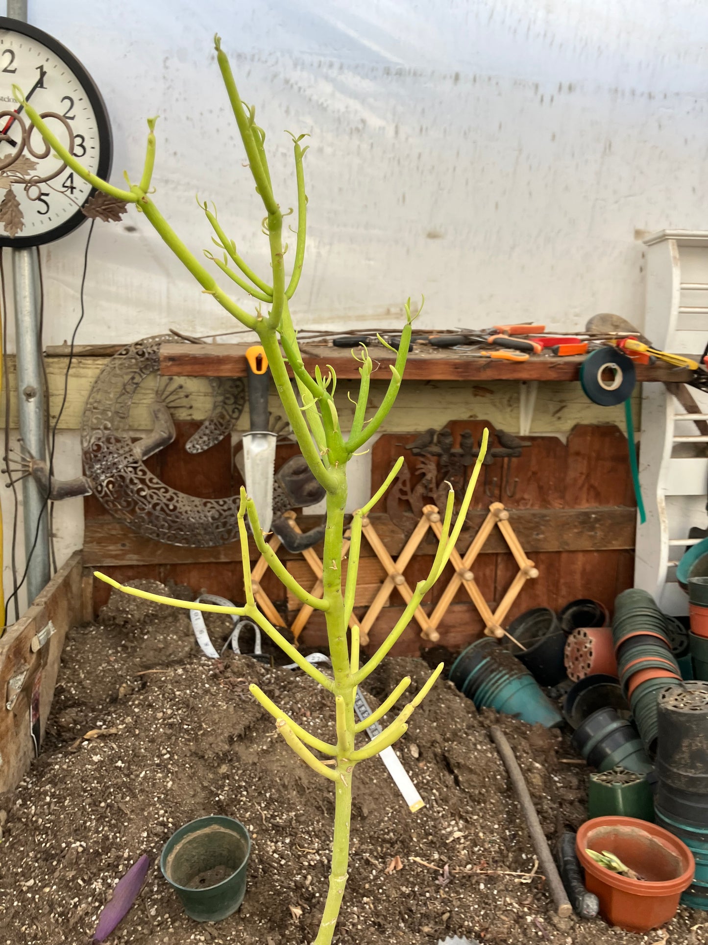 Euphorbia tirucalli Pencil Cactus/Succulent 30"Tall 9"Wide #312Y