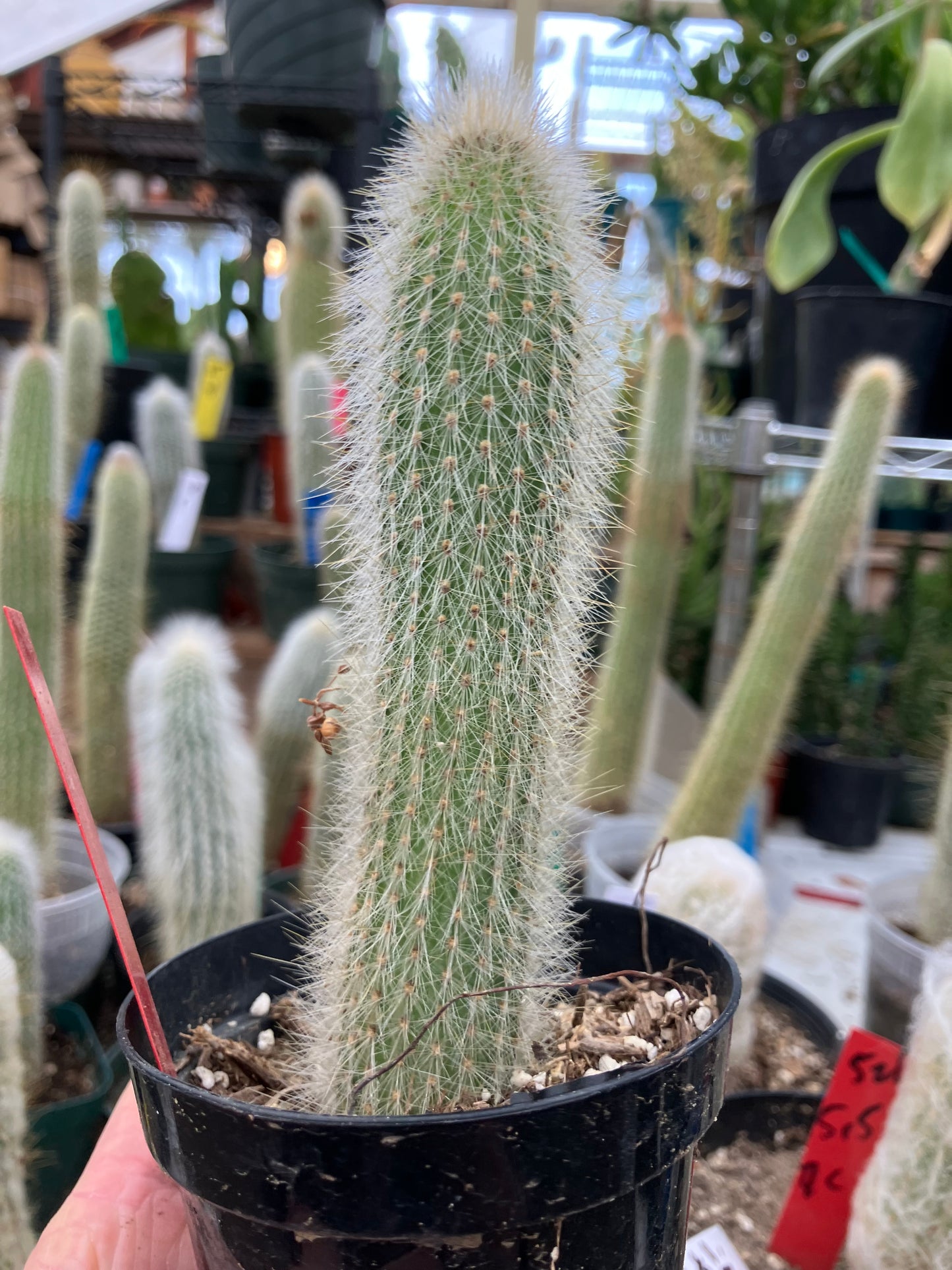 Cleistocactus tupizensis Silver Pole/Torch Cactus 5.5”Tall #82R