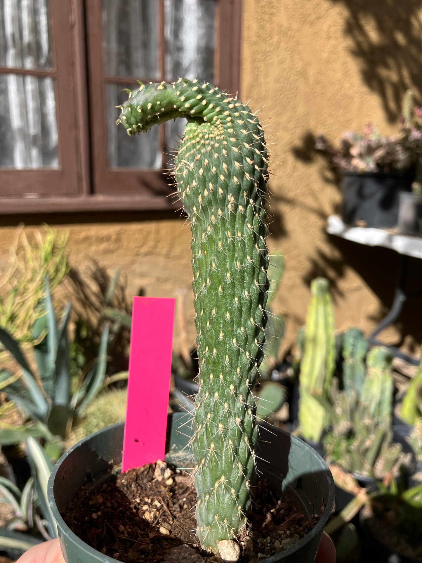 Cylindropuntia fulgida Cholla Boxing Glove Cactus Crest 6"Tall #60P