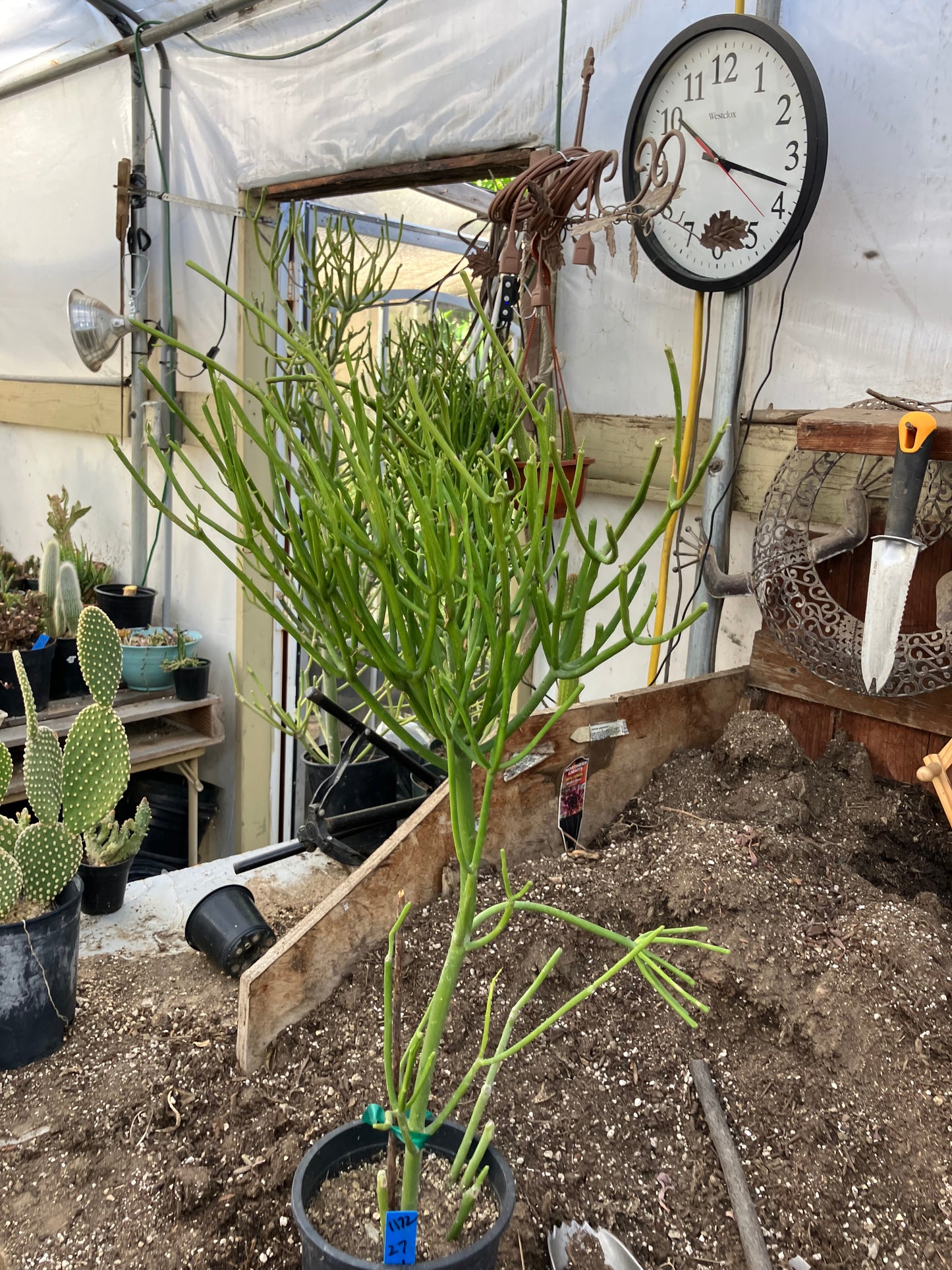 Euphorbia tirucalli Pencil cactus 27"Tall 11"Wide #1172B