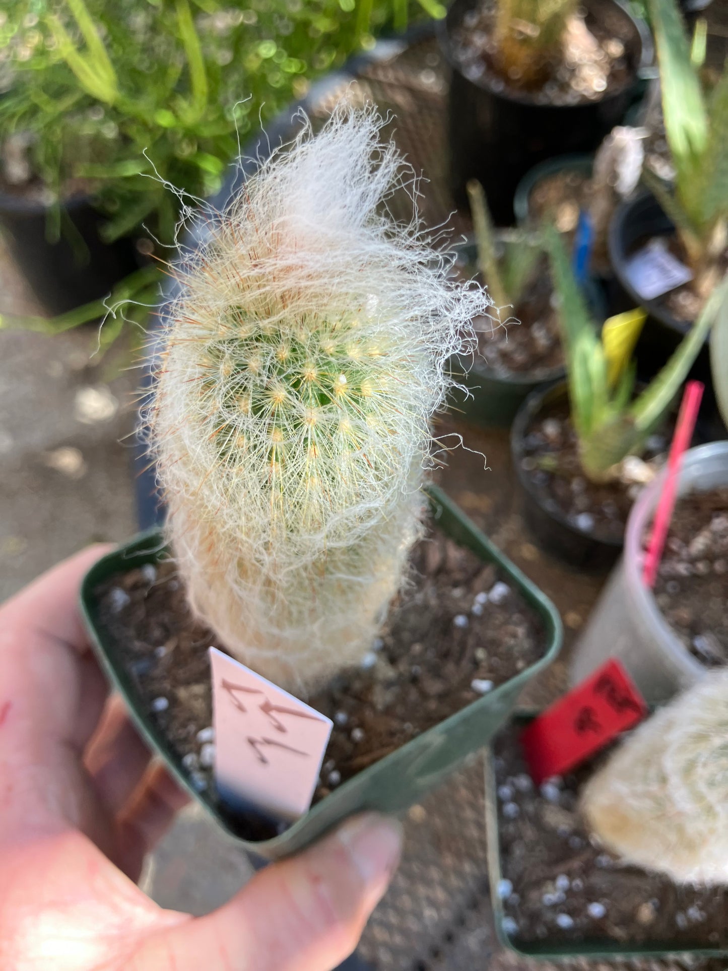 Austrocephalocereus dybowski cabega 5"Tall #55W Torch