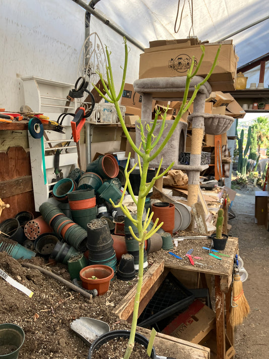 Euphorbia tirucalli Pencil Cactus/Succulent 30"Tall 9"Wide #312Y