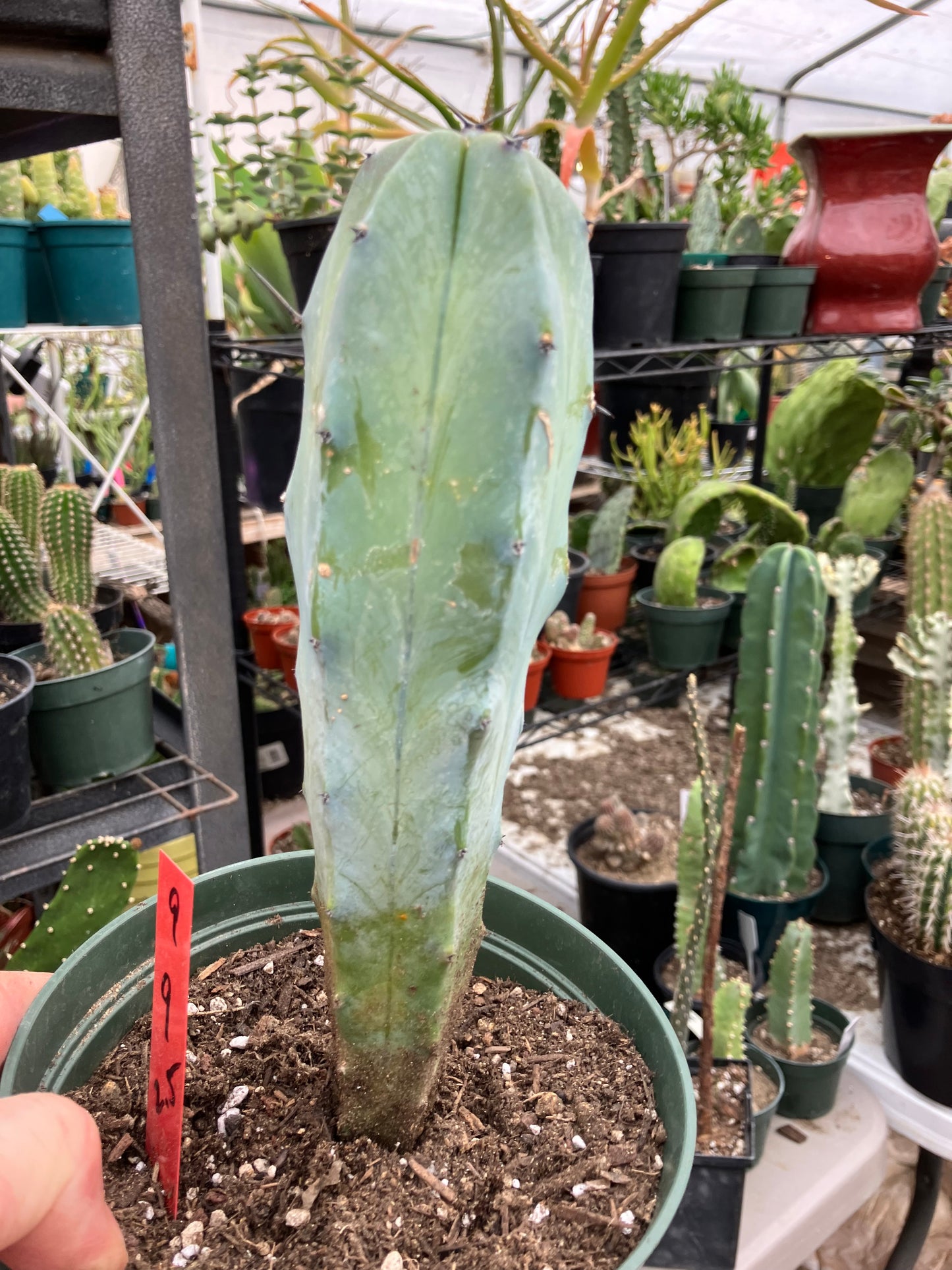 Myrtillocactus cochal Candelabra Cactus 9"Tall 2.5" Wide #9R