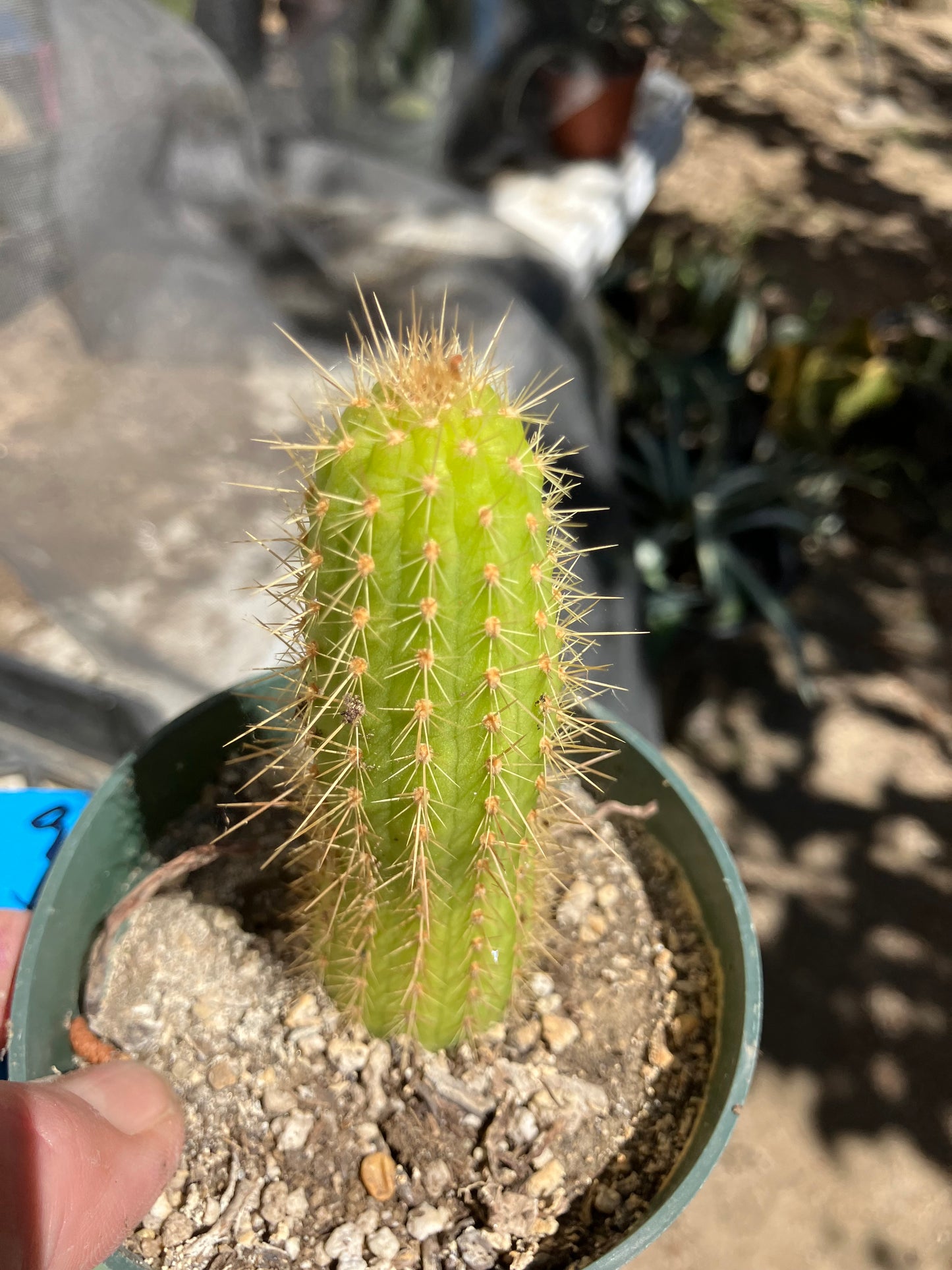 Vatricania ~ guentheri 4" Tall Beautiful Columnar Cactus #9B