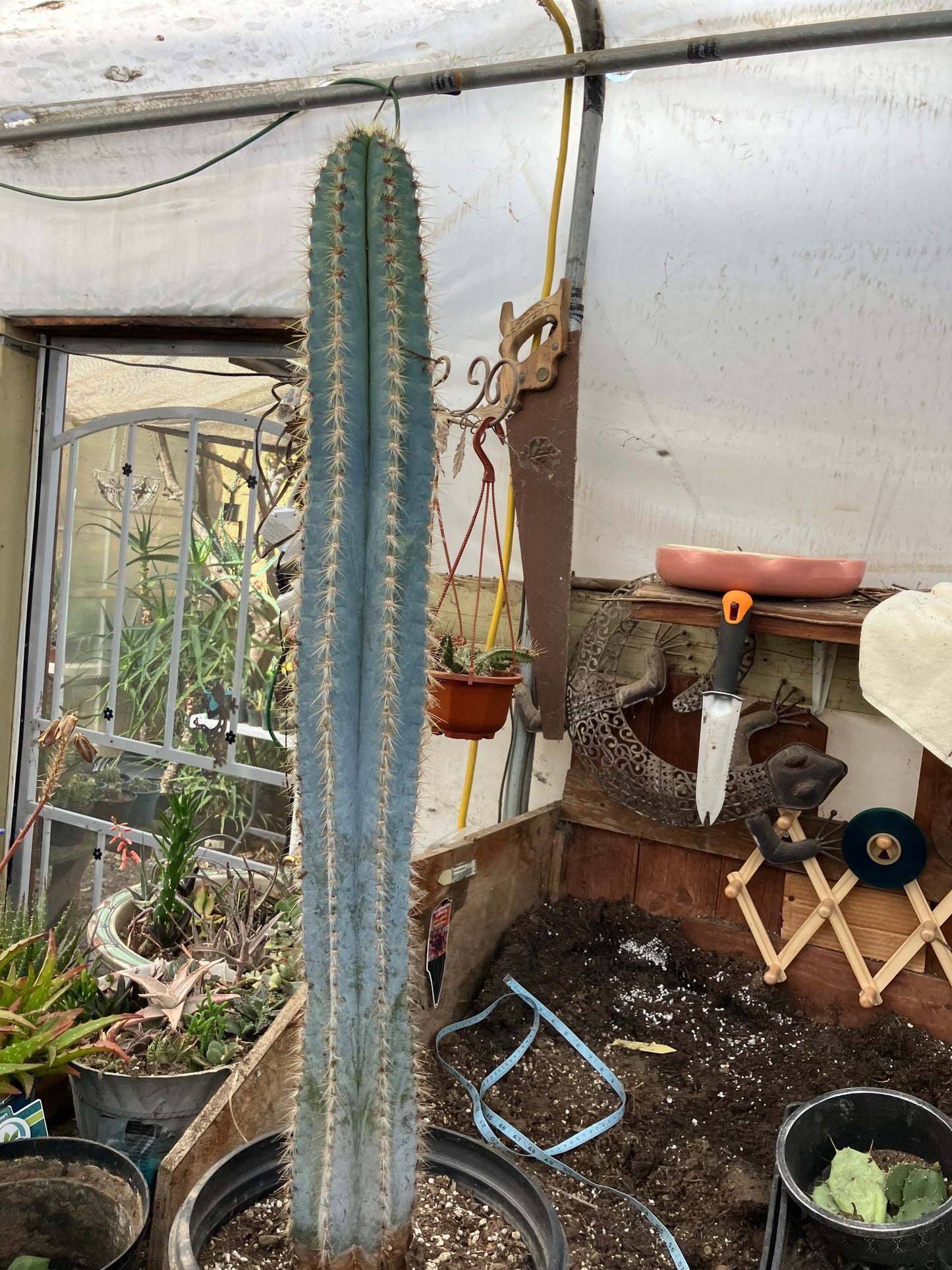 Pilosocereus Blue Azureus Cactus 31" Tall 11.25"Circumference #311P