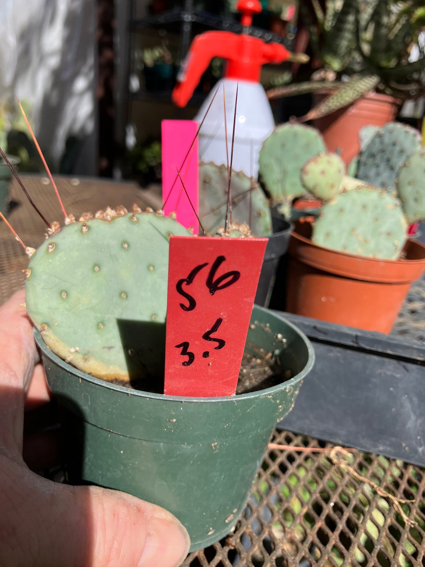 Opuntia Santa Rita Purple Prickly Pear 3.5”Tall #56R