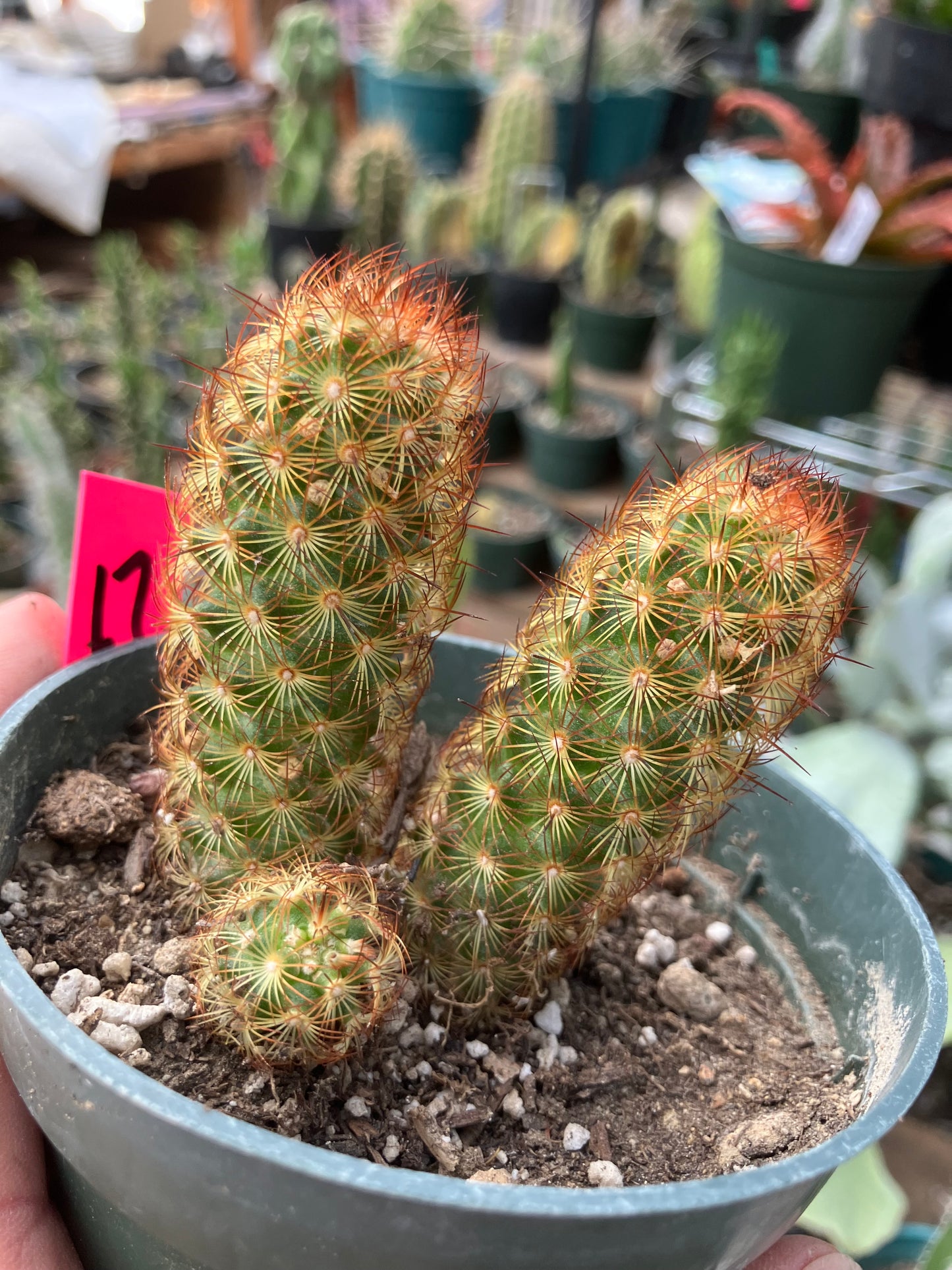 Mammillaria elongata Lady Fingers Copper King Yellow Bloomer 3" Tall #17p