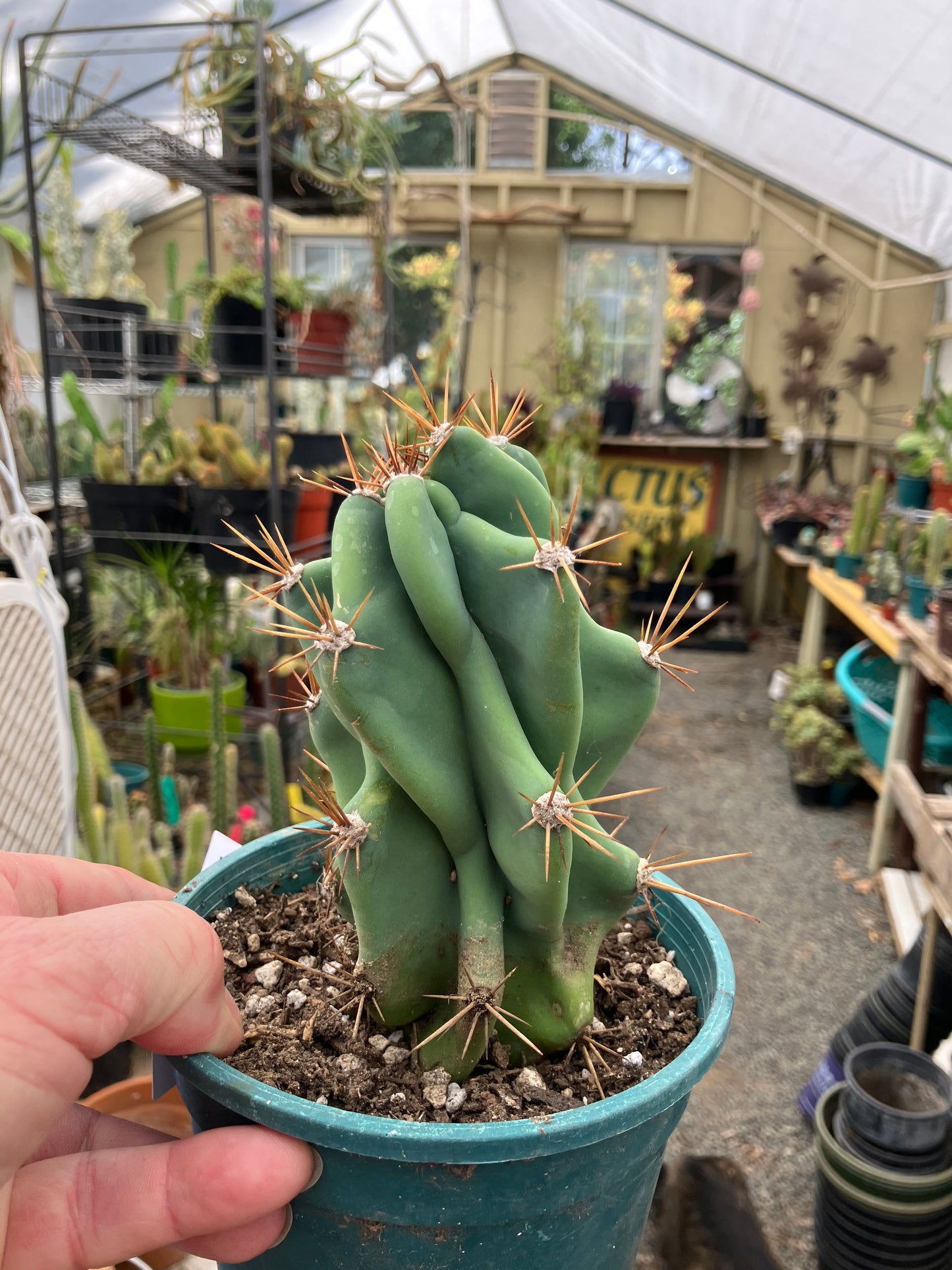 Cereus Peruvianus Monstrose Night Blooming 6"Tall #1W