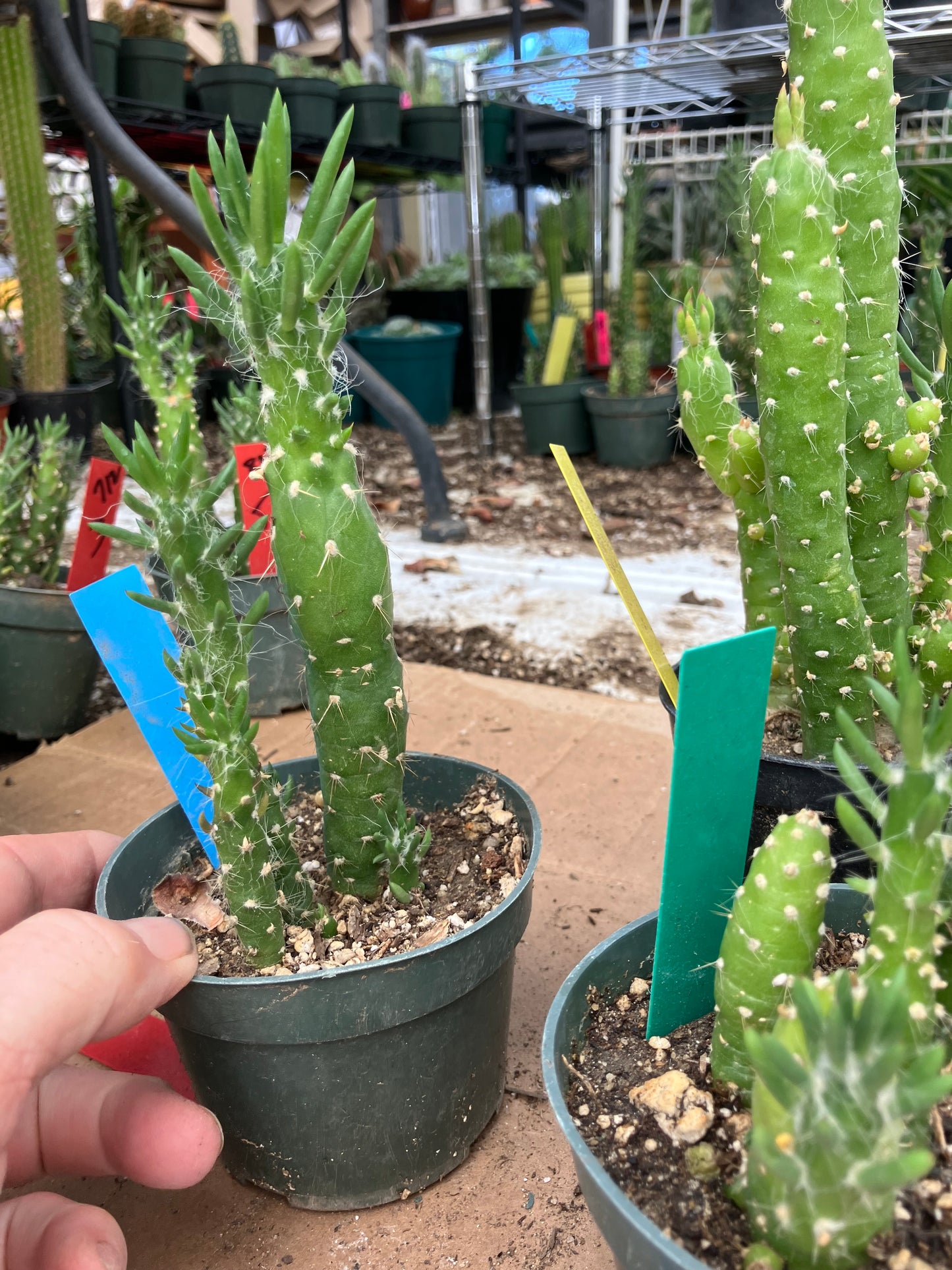 Austrocylindropuntia Cactus Gumbi Mini Eve's Needle 6"Tall #10B