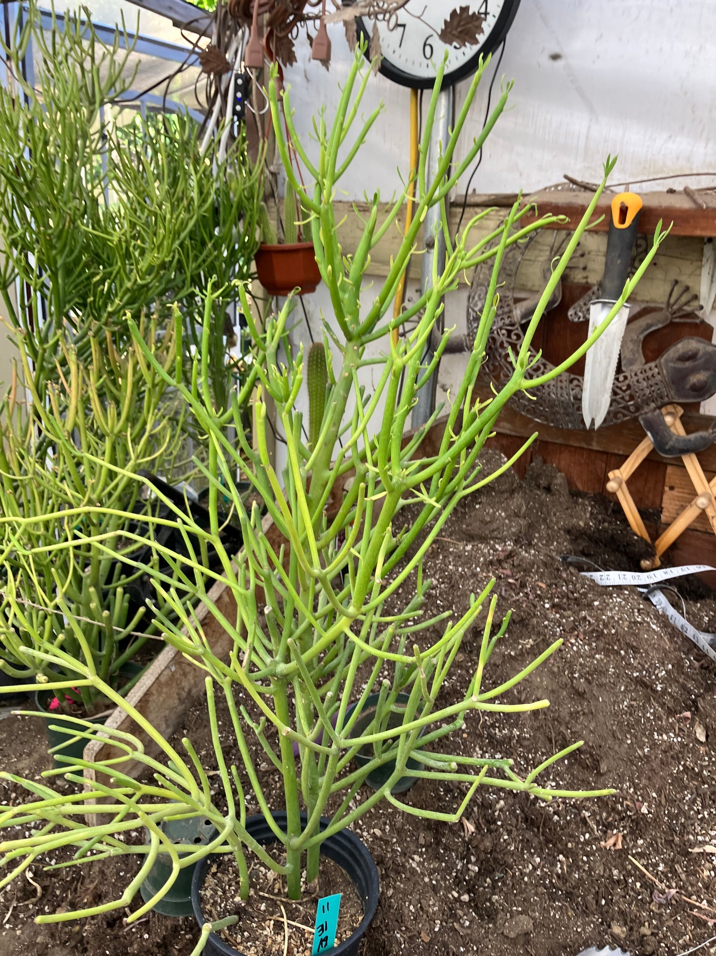 Euphorbia tirucalli Pencil Cactus/Succulent 31"Tall 19"Wide #11G