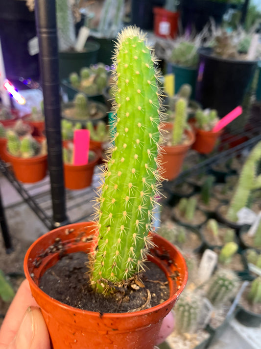 Lobivia huascha Hybrid Clustering Plant with Deep Red Blossoms 4"T #106R