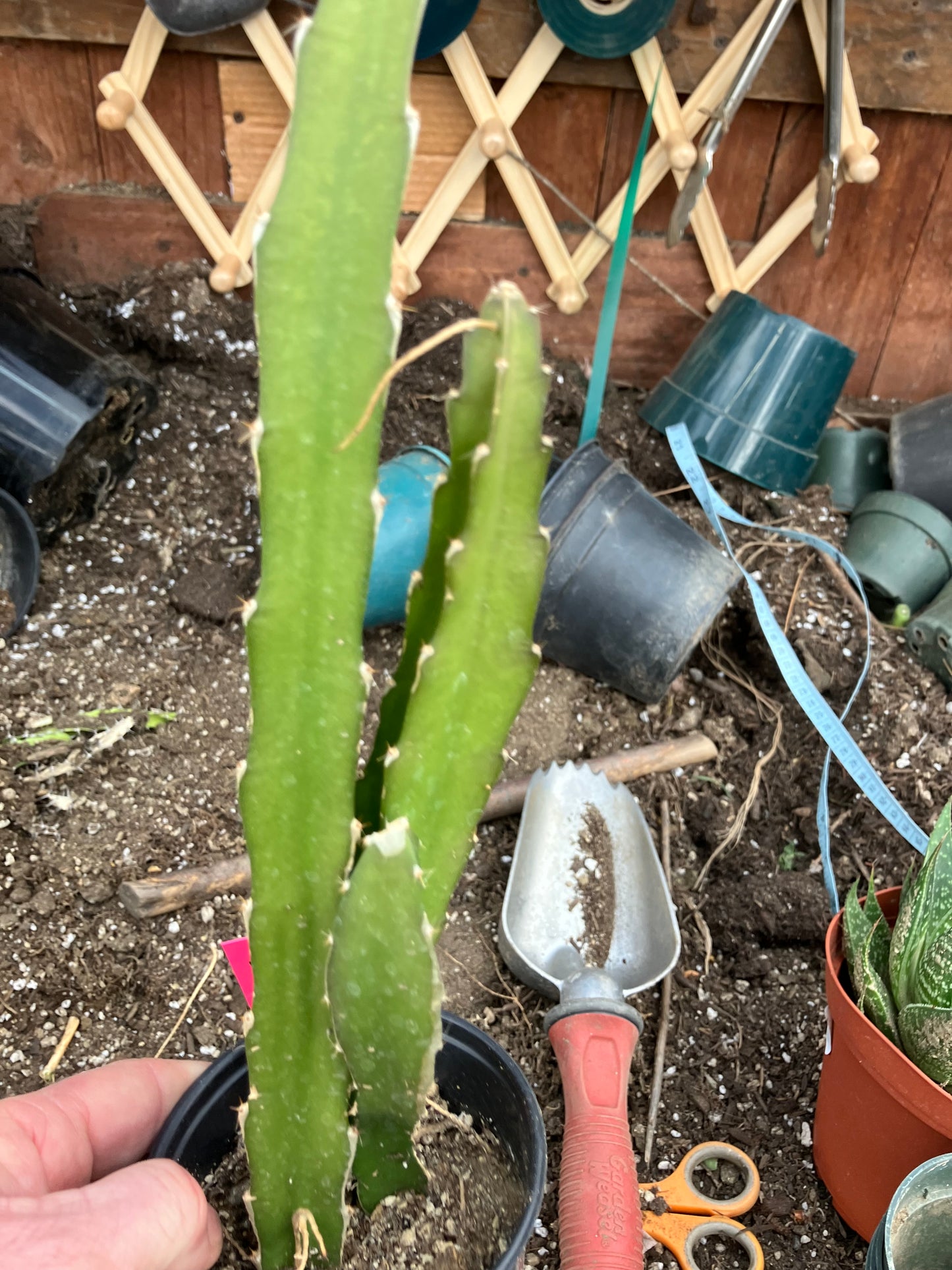 Dragon Fruit Plant Rooted Pitaya or Pitahaya 15" Tall #151P