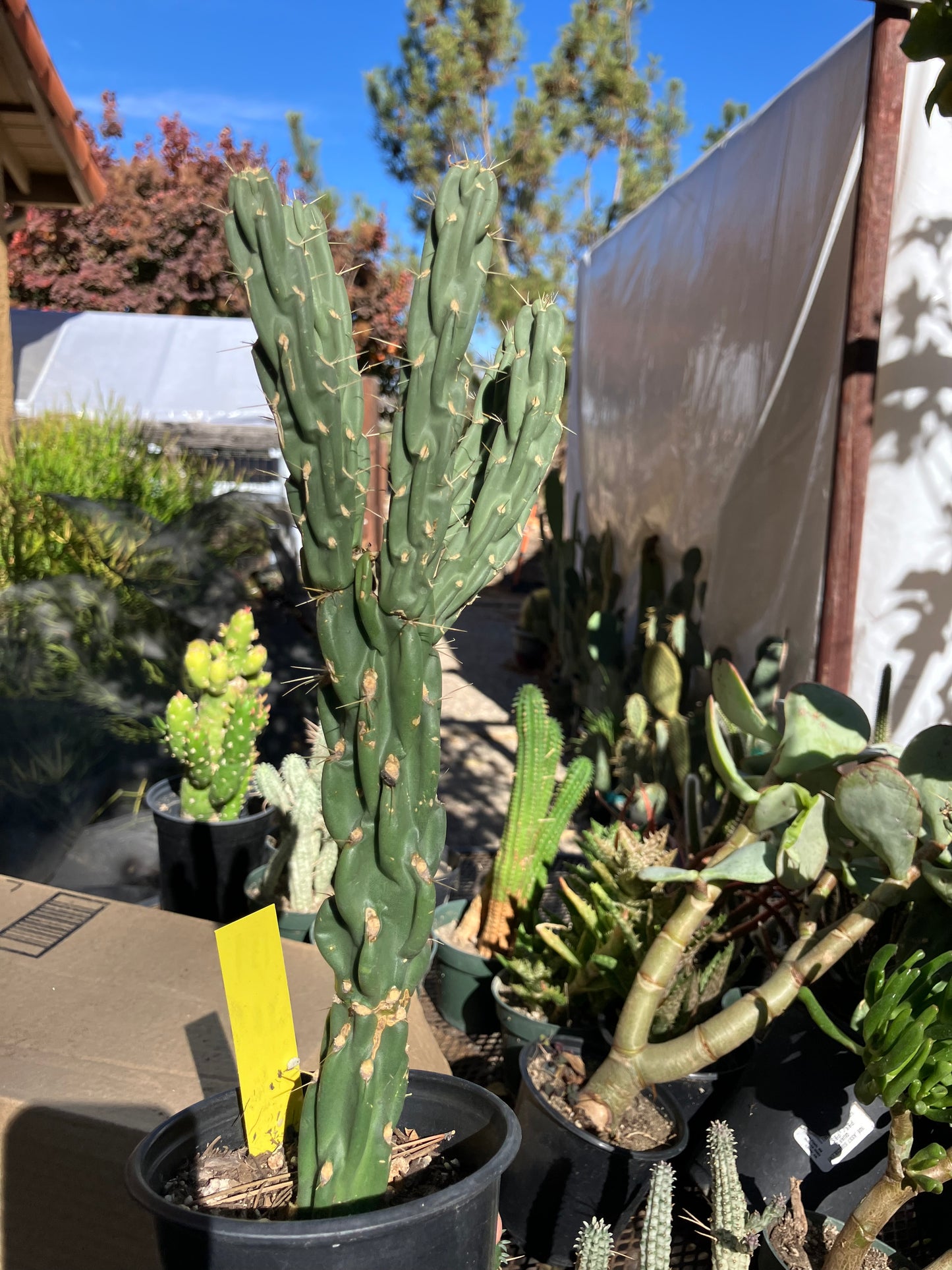 Cholla Cylindropuntia Buckhorn Cactus 11”Tall #111Y