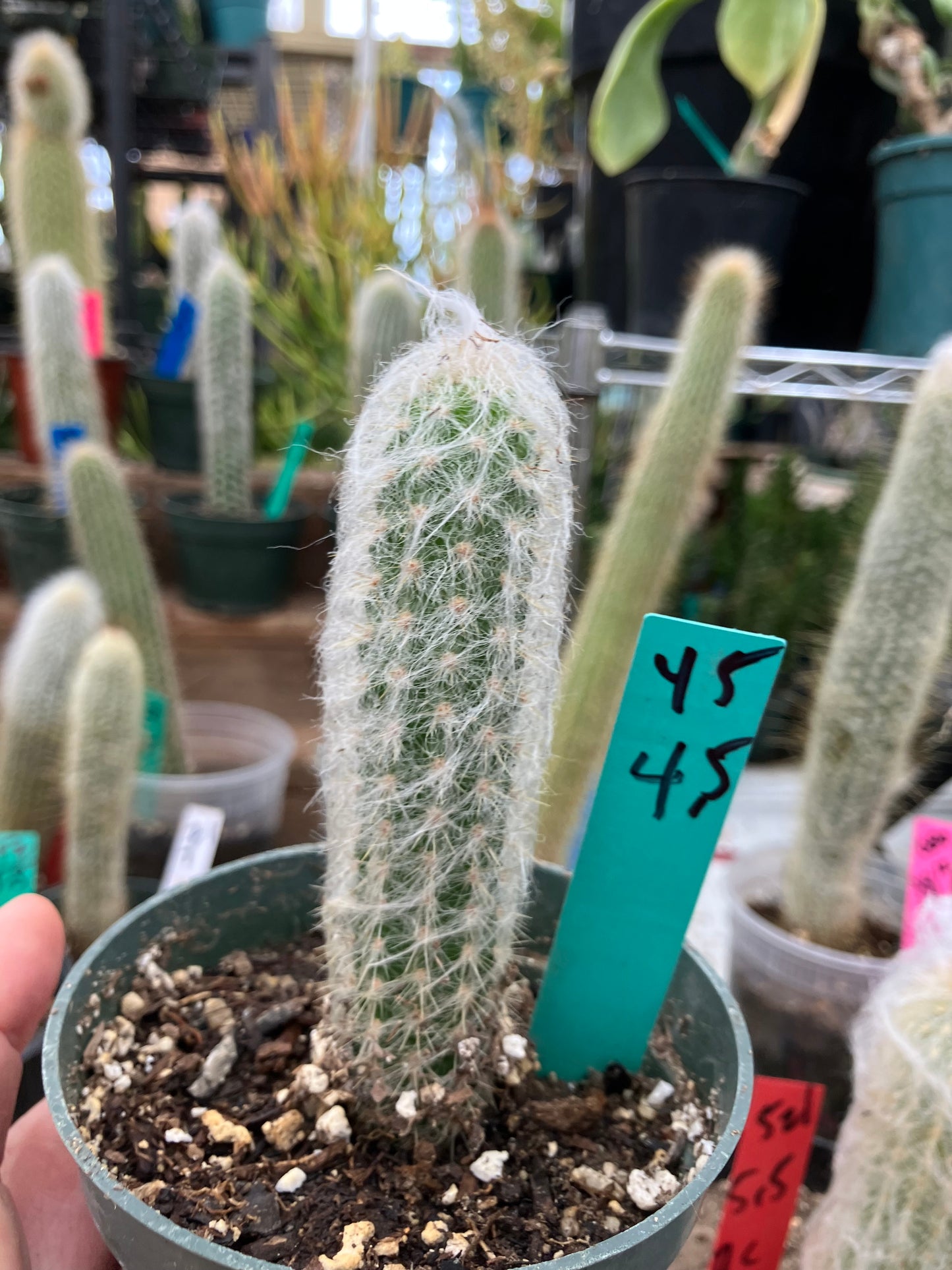 Oreocereus doelzianus Old Woman, Old Man Cactus 4.5"Tall #45G