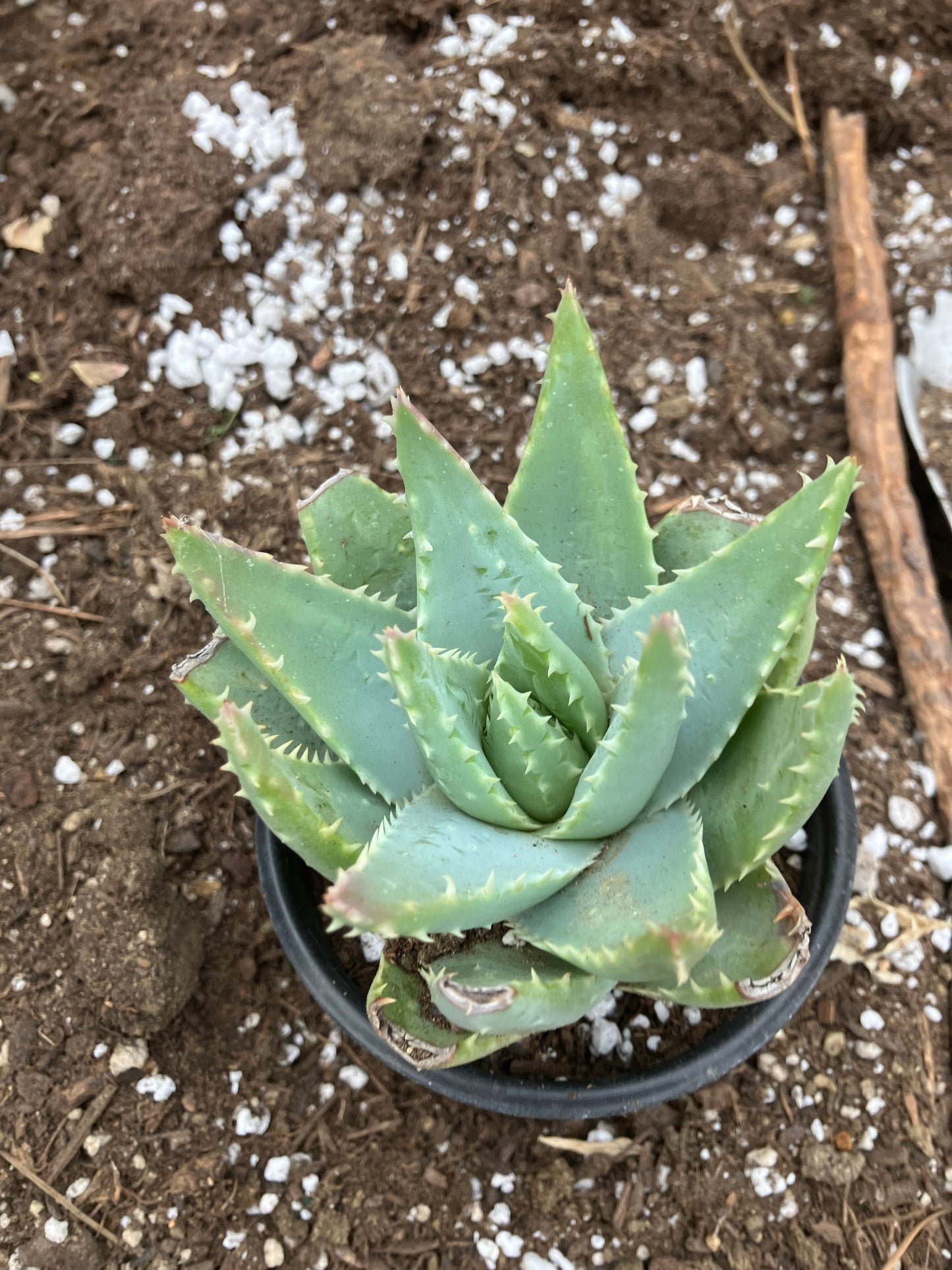 Aloe Brevifolia Short Leaf Aloe Succulent 5" Wide #18B