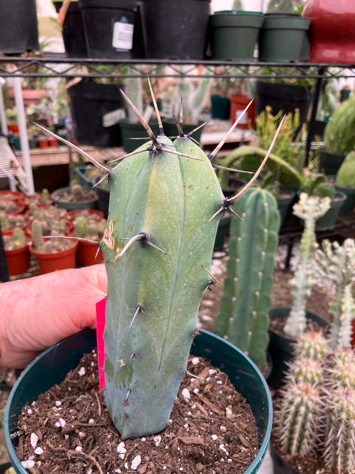 Myrtillocactus cochal Candelabra Cactus 7"Tall 2.5" Wide #4P