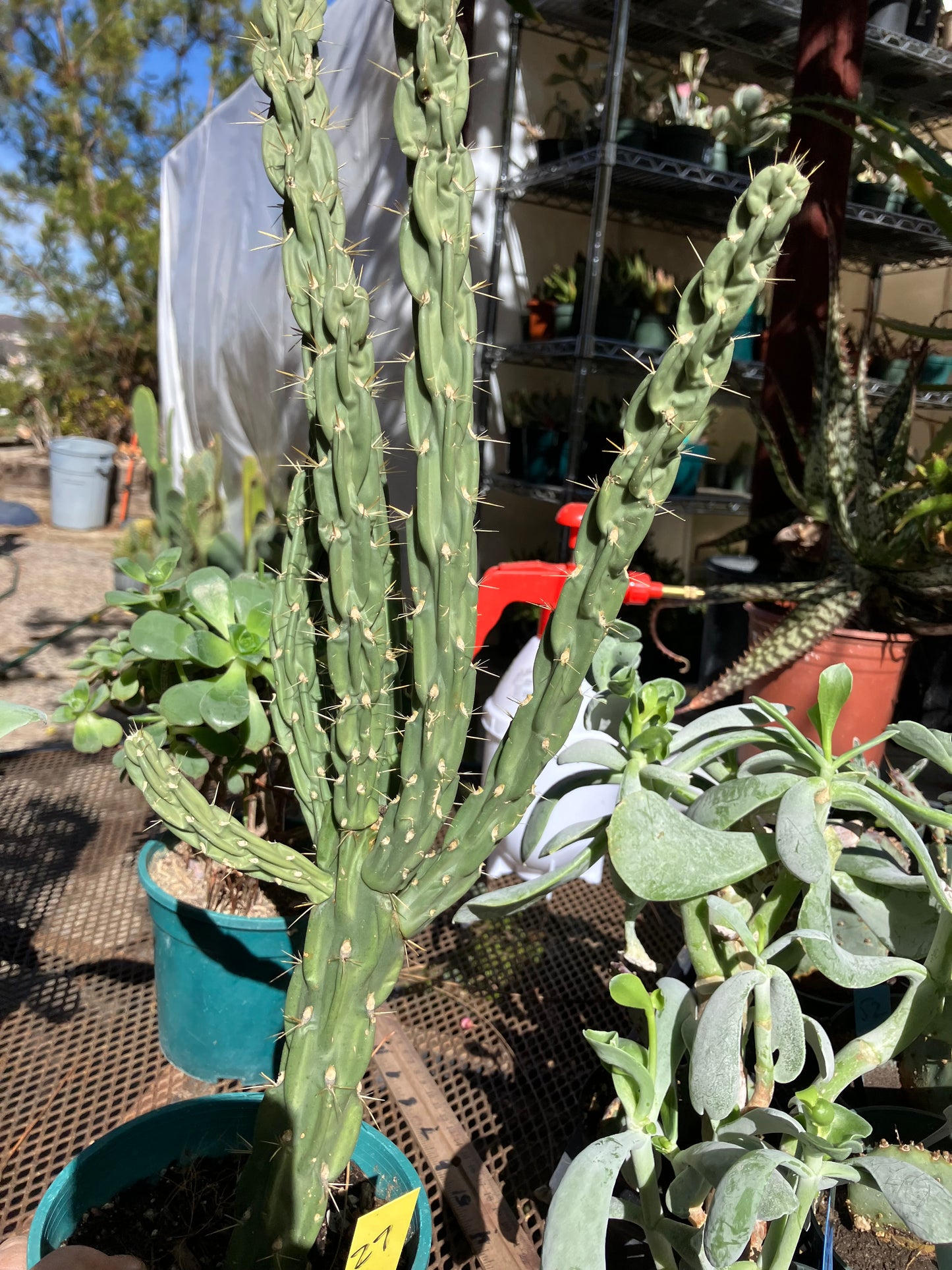 Cholla Cylindropuntia Buckhorn 27”Tall #27Y