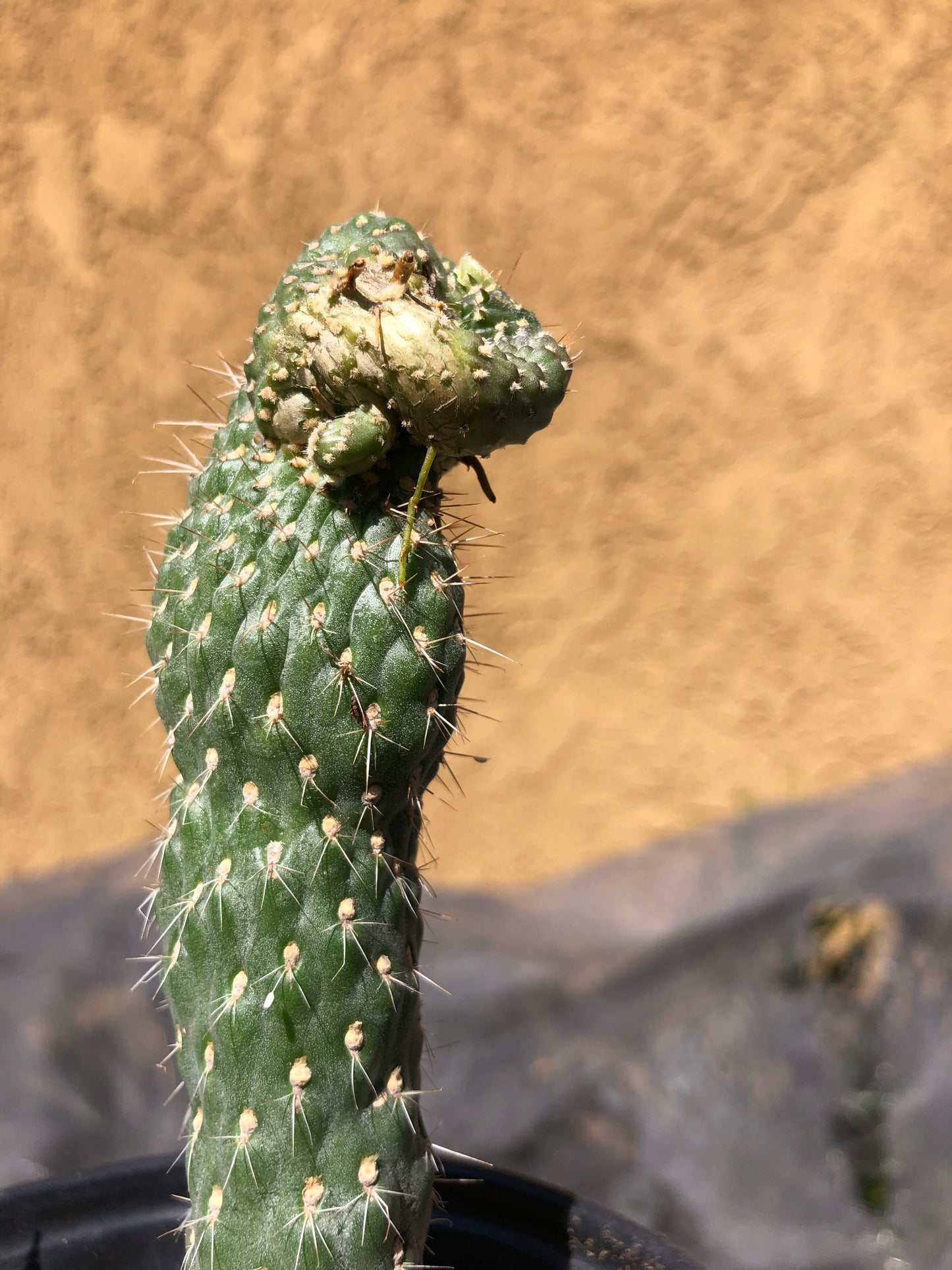 Cylindropuntia fulgida Cholla Boxing Glove Cactus Crest 4.5"Tall #46G