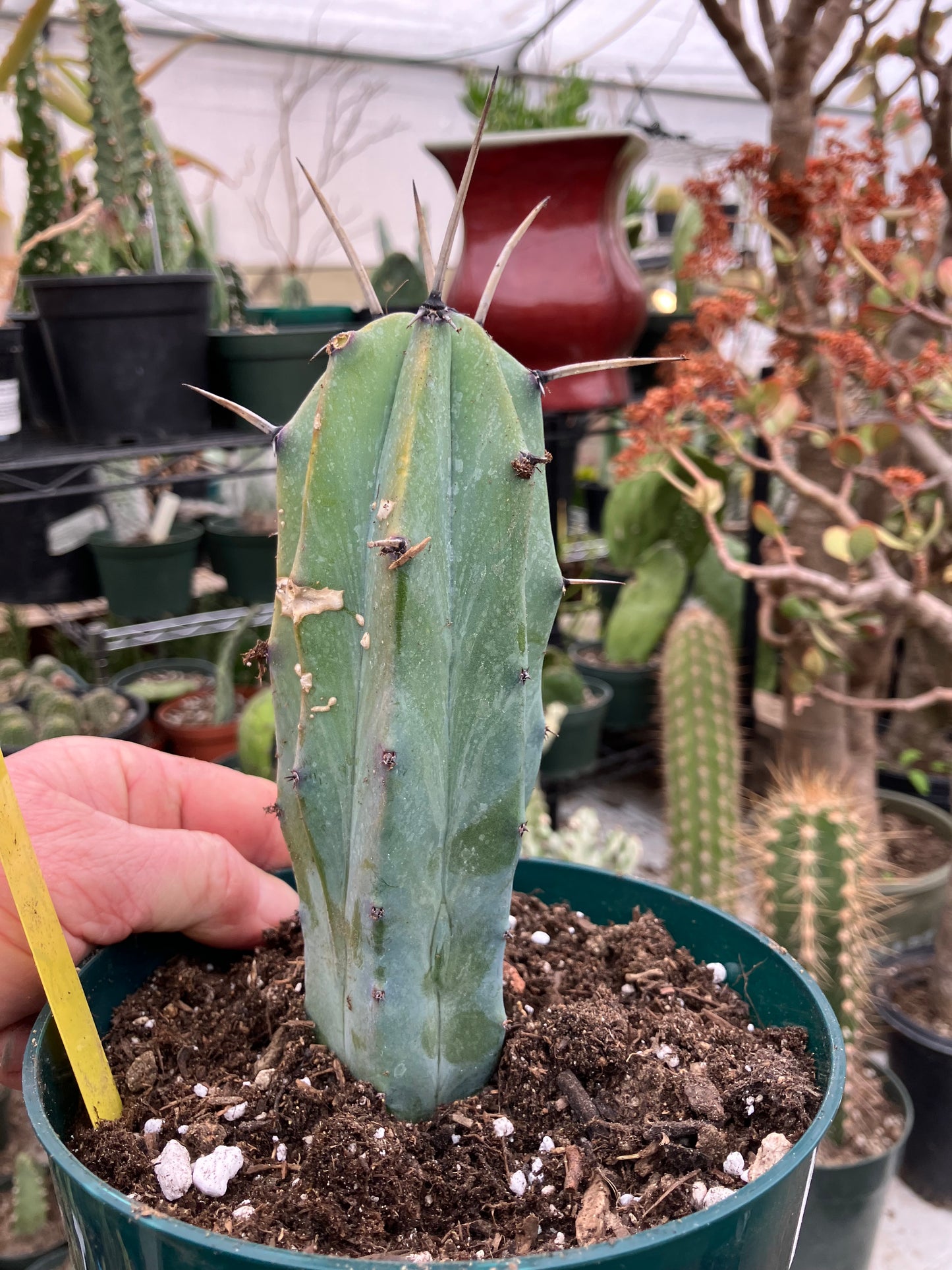 Myrtillocactus cochal Candelabra Cactus 6"Tall 2.5" Wide #1Y