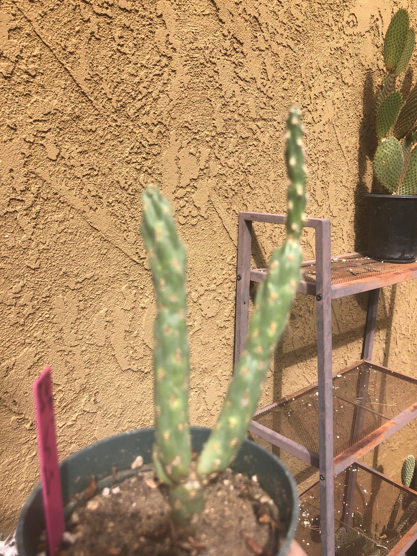 Cholla Cylindropuntia  Buckhorn 6.5Tall #50P