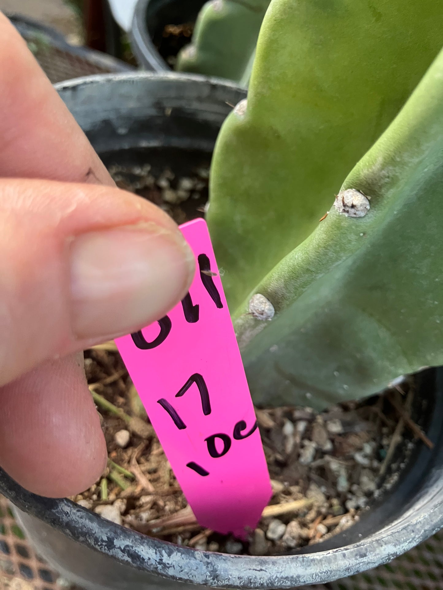 Cereus Peruvianus Night Blooming 17"Tall #011P