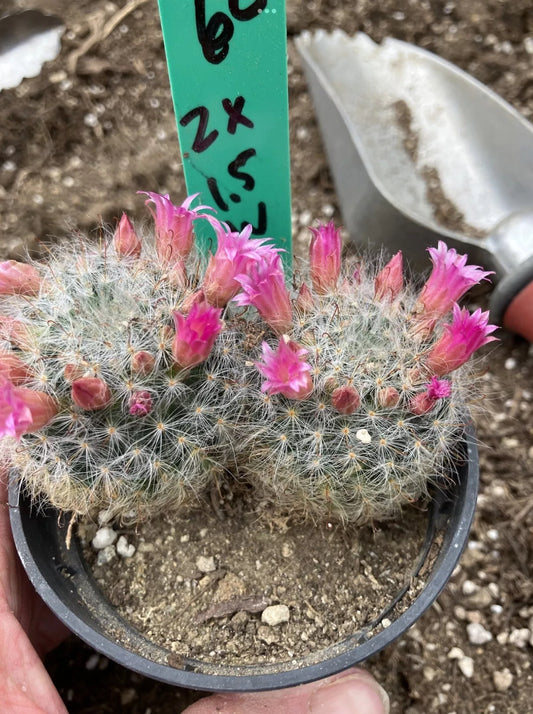 Mammillaria bocasana rosalviflora Powder Puff Cluster 2.5"W #60G"This Plant"