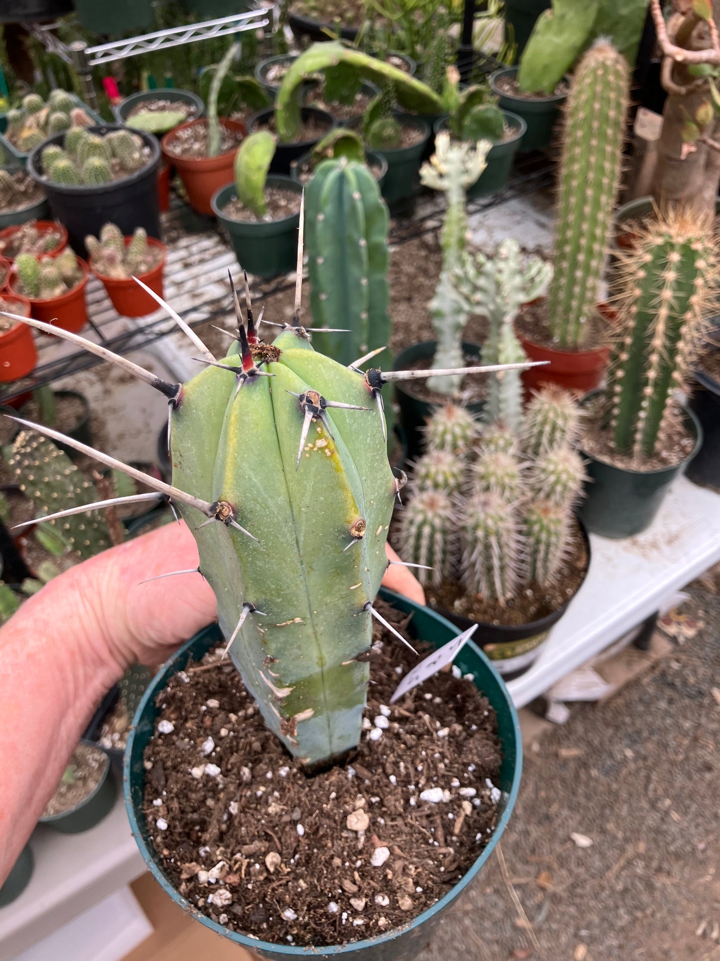 Myrtillocactus cochal Candelabra Cactus 8"Tall 2.5" Wide #5W