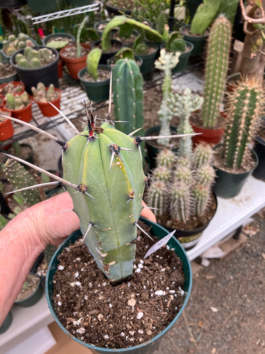 Myrtillocactus cochal Candelabra Cactus 8"Tall 2.5" Wide #5W