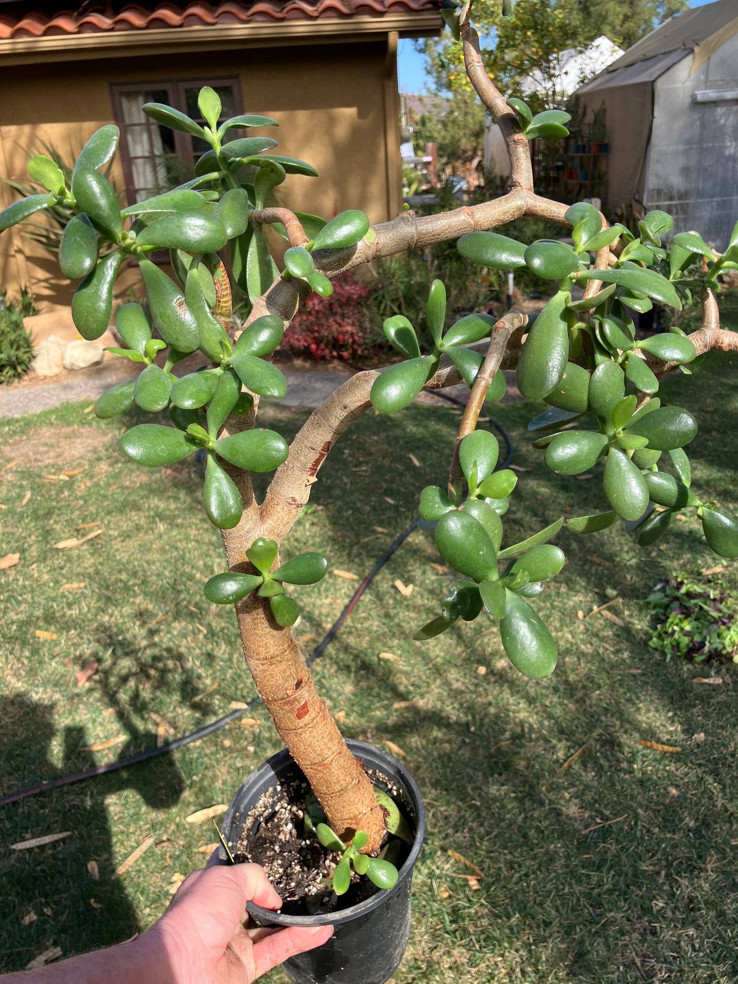 Crassula Ovata Money Jade 23”T 18W #3Y