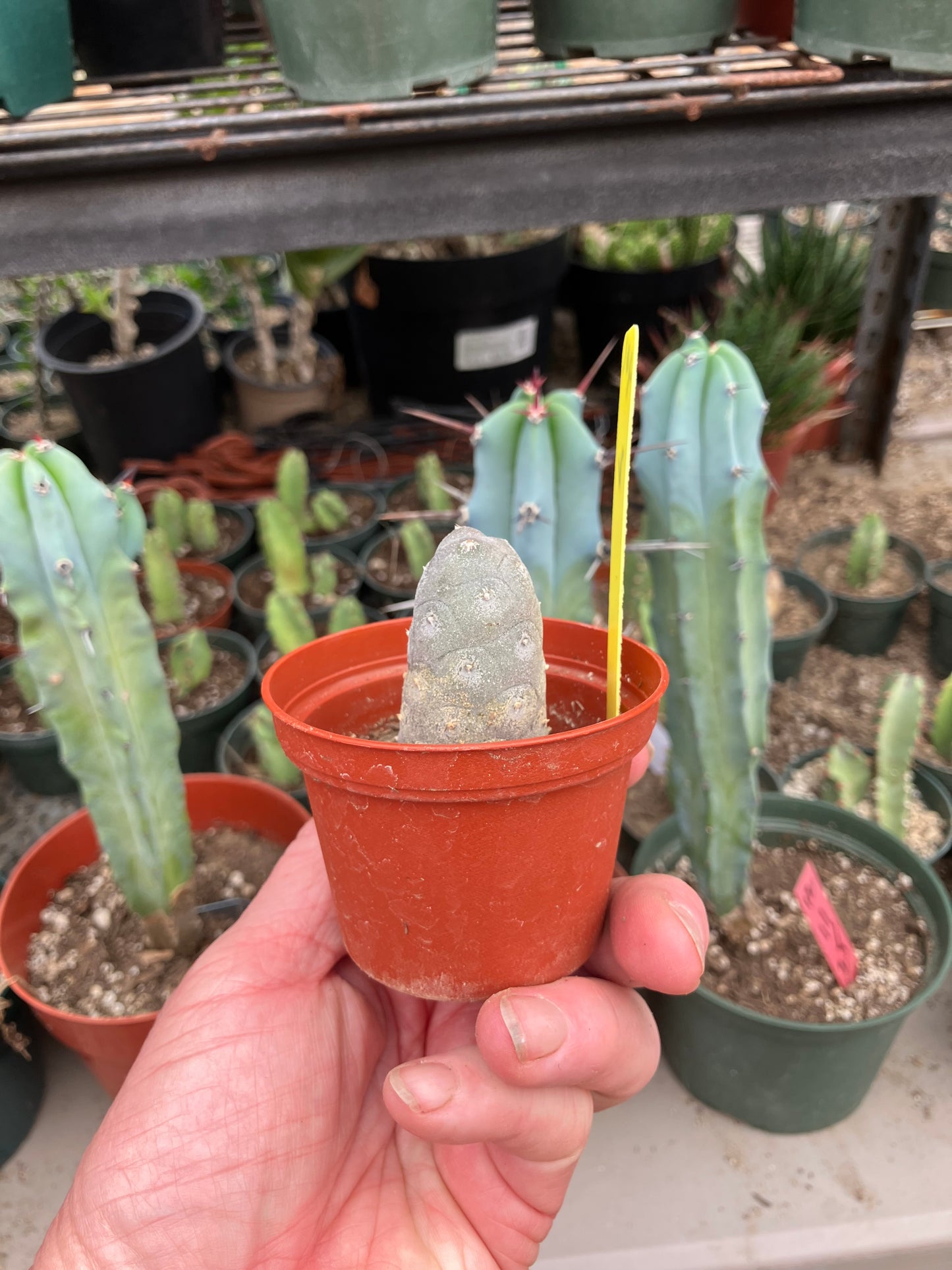 Pine Cone Cactus Tephrocactus~ articulatus var. diadematus Pinecone 2”Tall #401Y