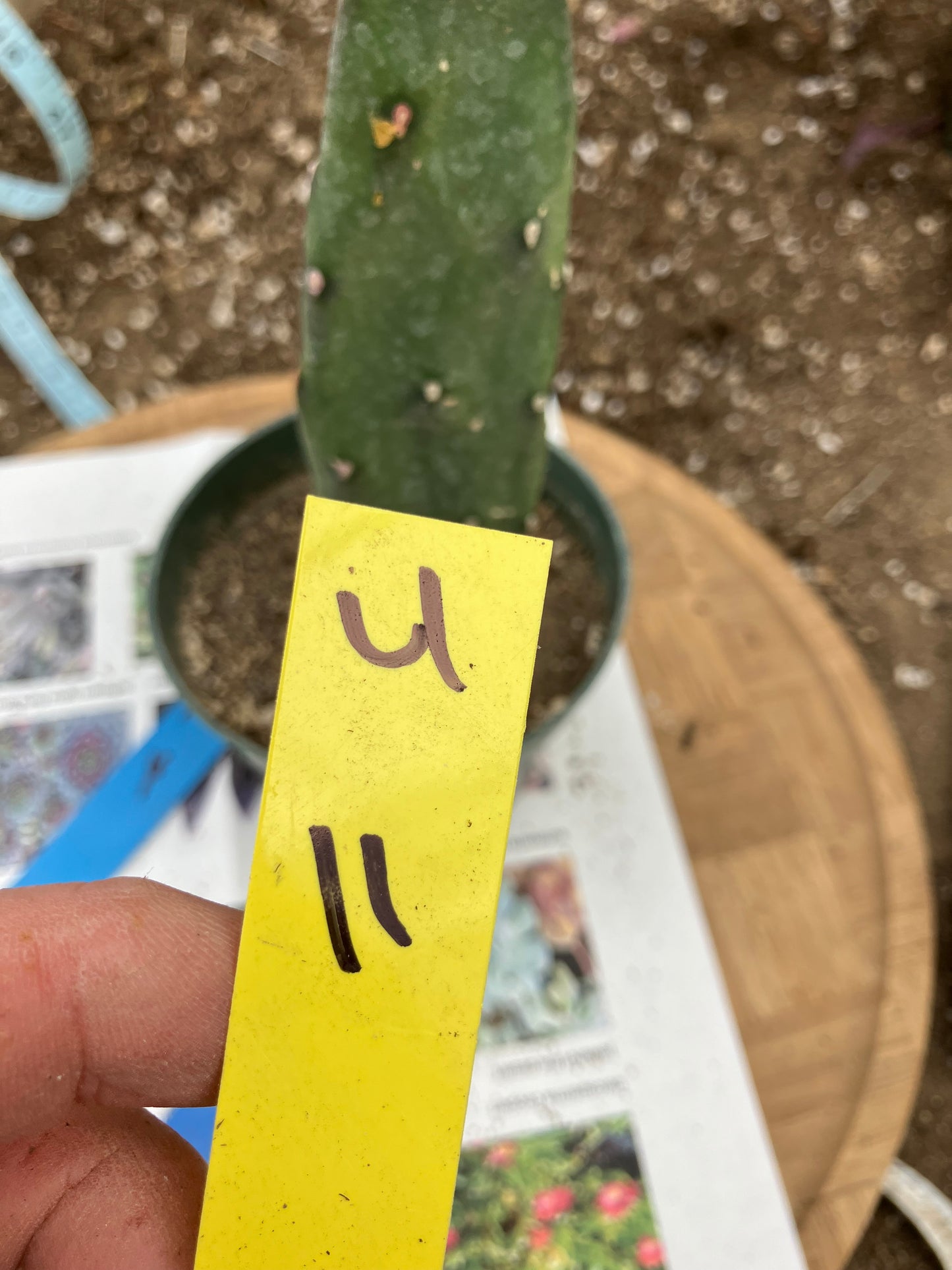 Opuntia canterae elata Ground Crawler 11"Tall #4Y