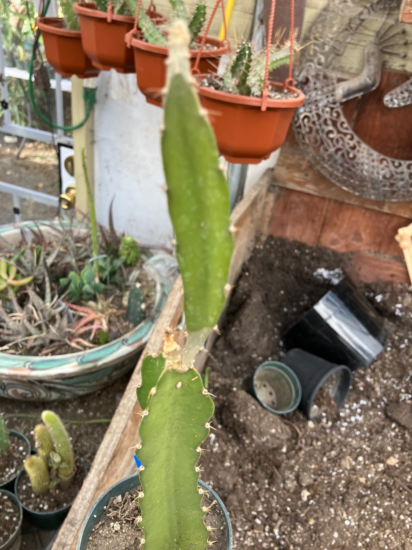 Dragon Fruit Plant Rooted Pitaya or Pitahaya 13" Tall #916B