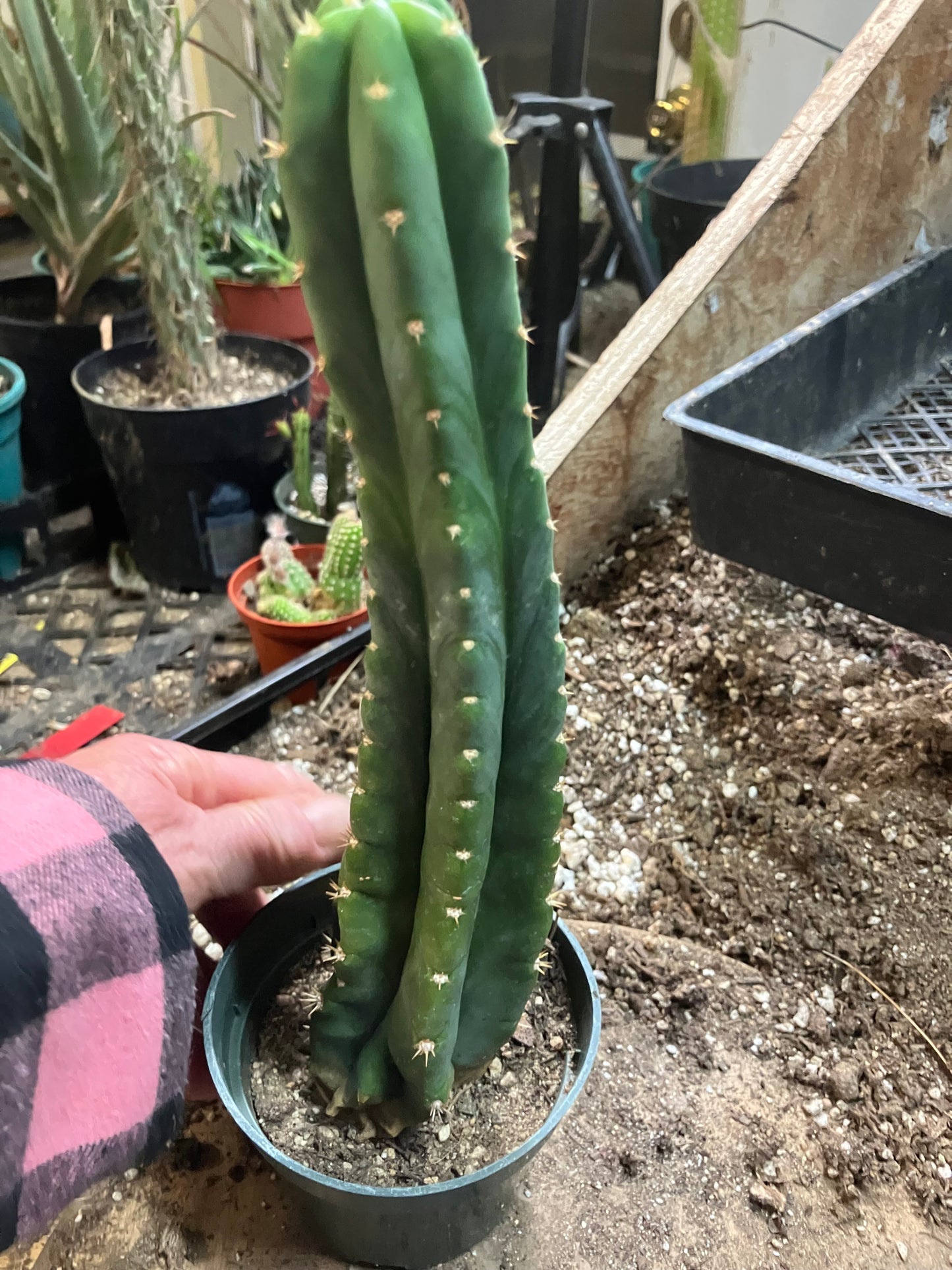 San Pedro Cactus - Trichocereus pachanoi 10"Tall #66B