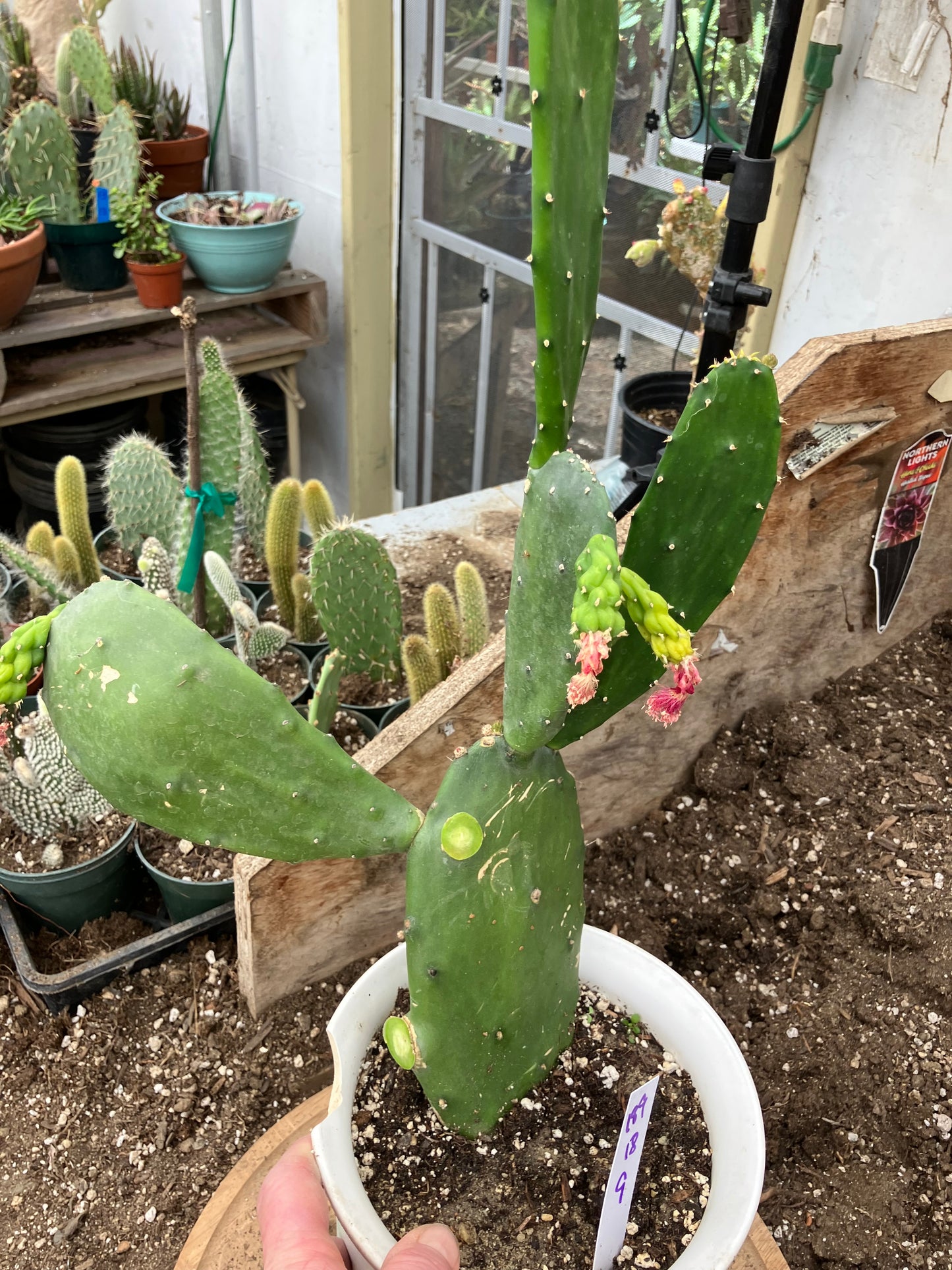 Opuntia Emerald wave Cactus 18”Tall #189W