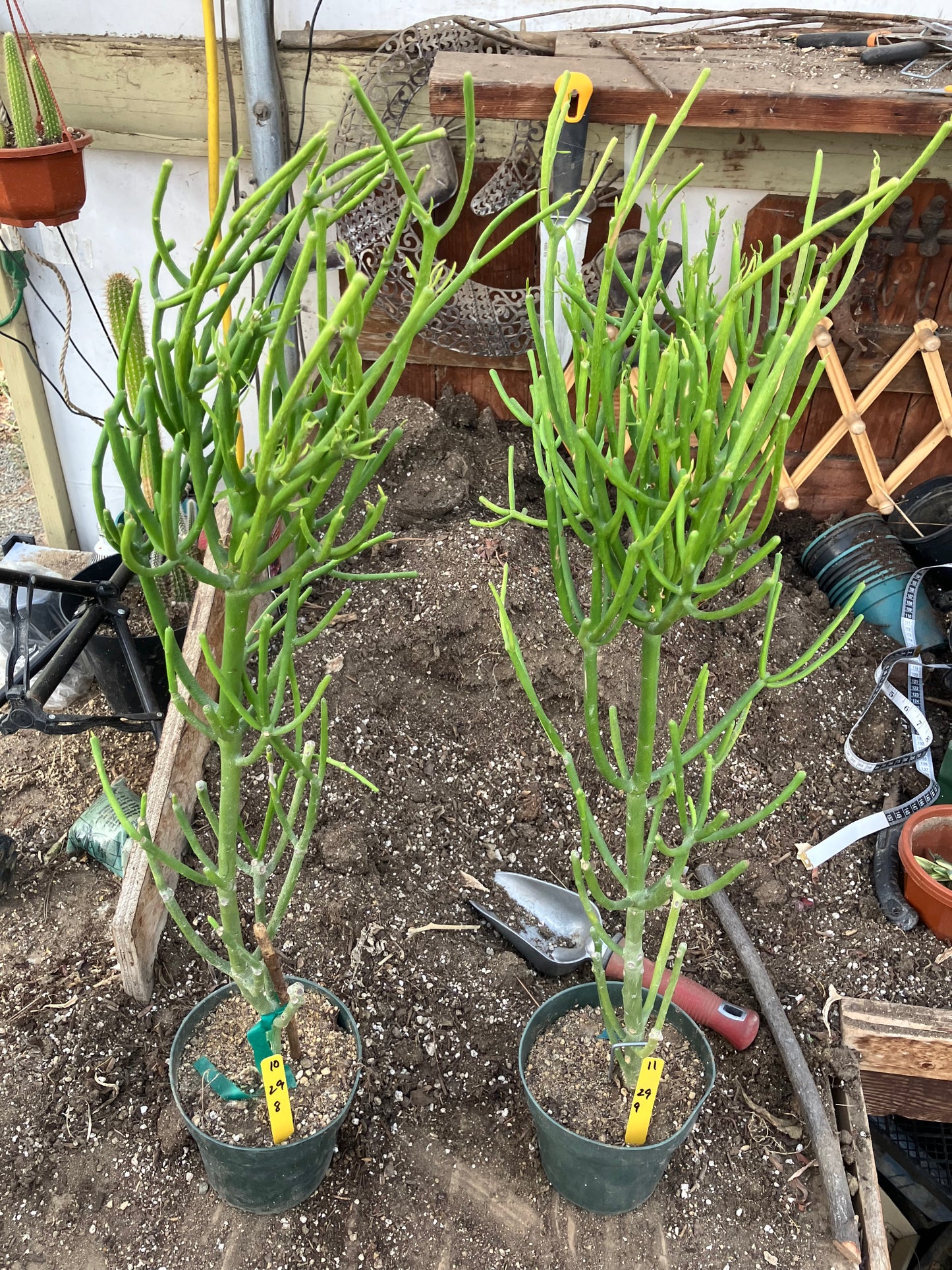 Euphorbia tirucalli Two (2)Twin Pencil Cactus 29"Tall 9"Wide #10Y,11Y